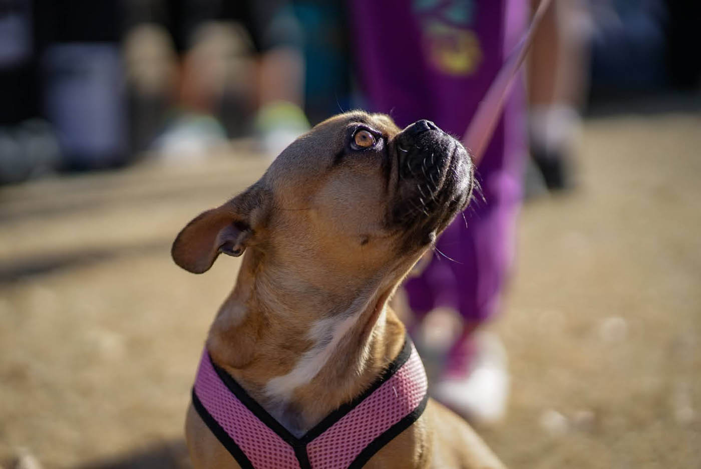 A dachshund in their home - contact Dog Training Elite today for in-home anxiety and aggressive dog training in Katy, TX.