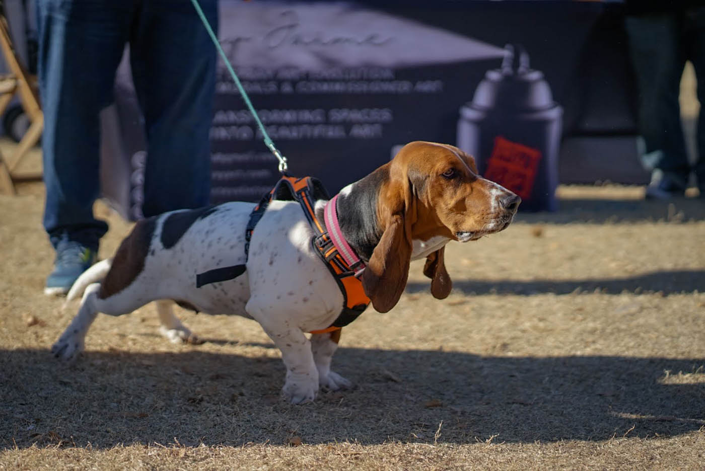 Dog Training Elite Palm Beach County - Dog Obedience Training in West Palm Beach / Boca Raton, FL. Dog Training Elite