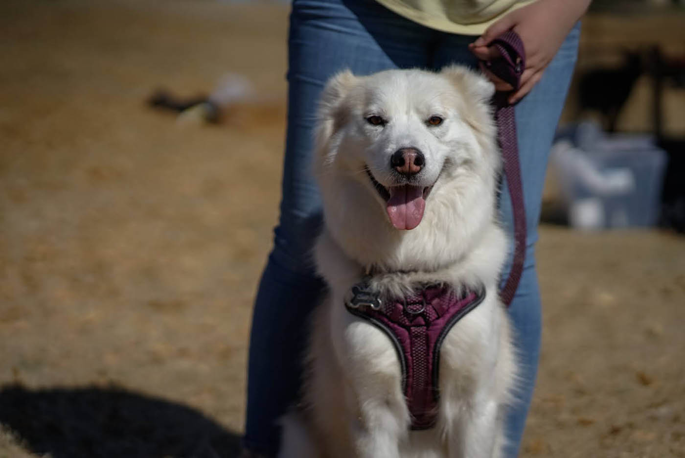 Elite Dog Training Classes in Chicago, IL. DTE