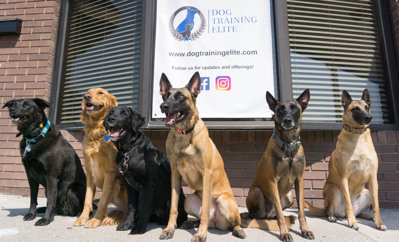 A group of different dogs in front of a Dog Training Elite facility - discover what our elite k9 training can do for you.