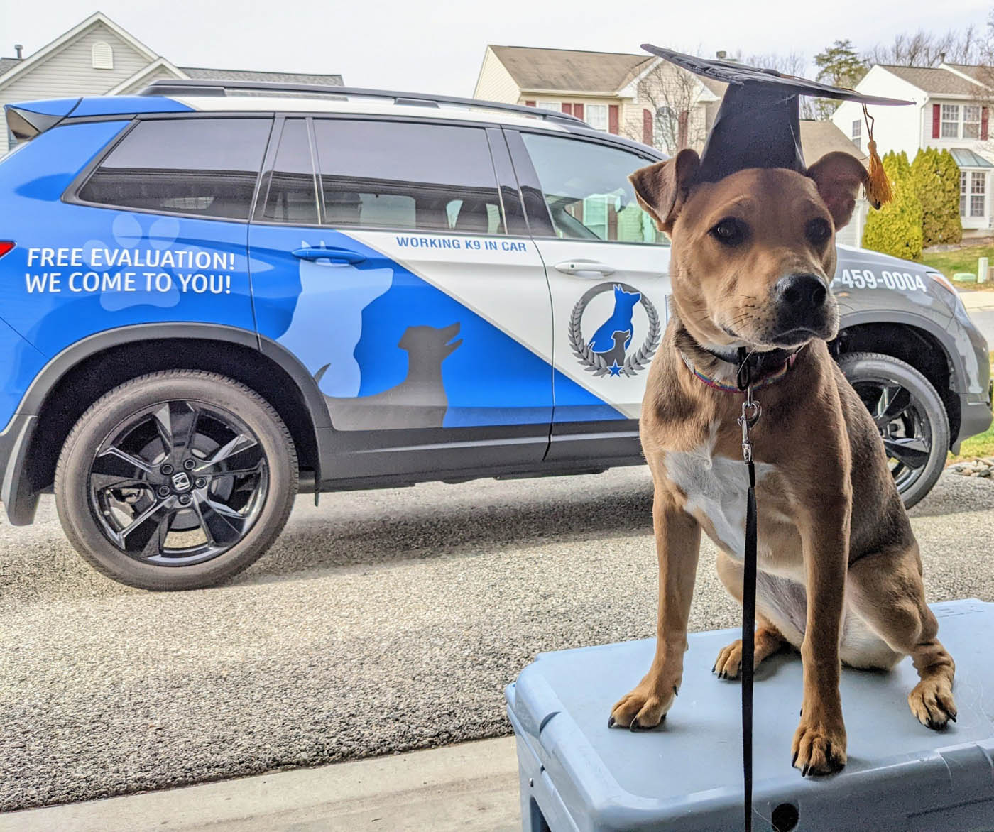 A recent dog graduate sitting in front of a Dog Training Elite Northeast Wisconsin car, contact us today for positive dog training in Green Bay / Appleton, WI. 