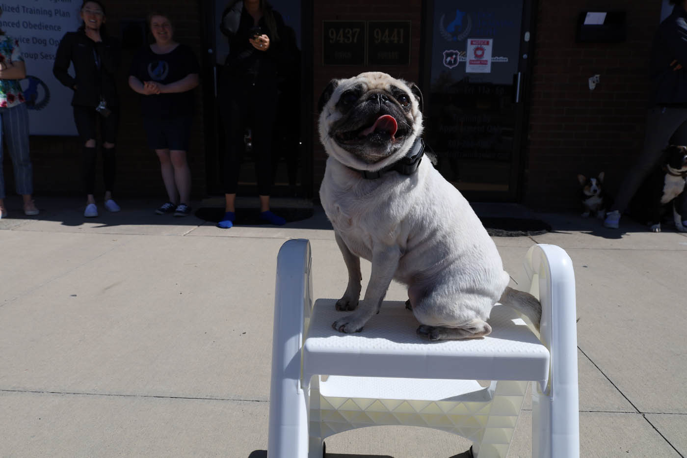 A dog at a show demo with the expert team at Dog Training Elite in Atlanta.