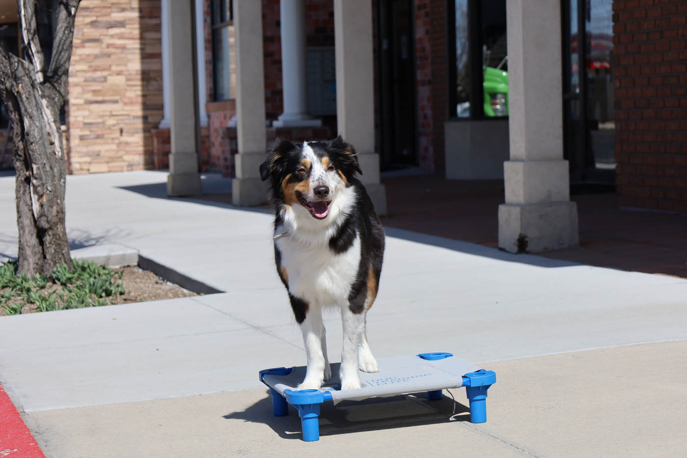 A beautiful ausie dog off leash thanks to the professional off leash dog training in Atlanta, GA from Dog Training Elite. 