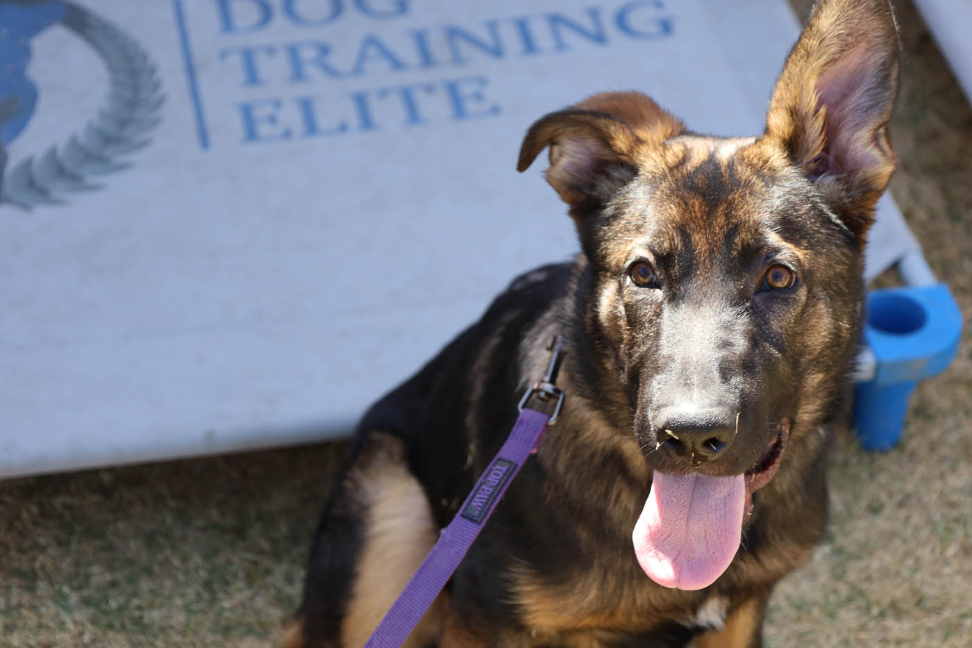 A service dog outside with Dog Training Elite.