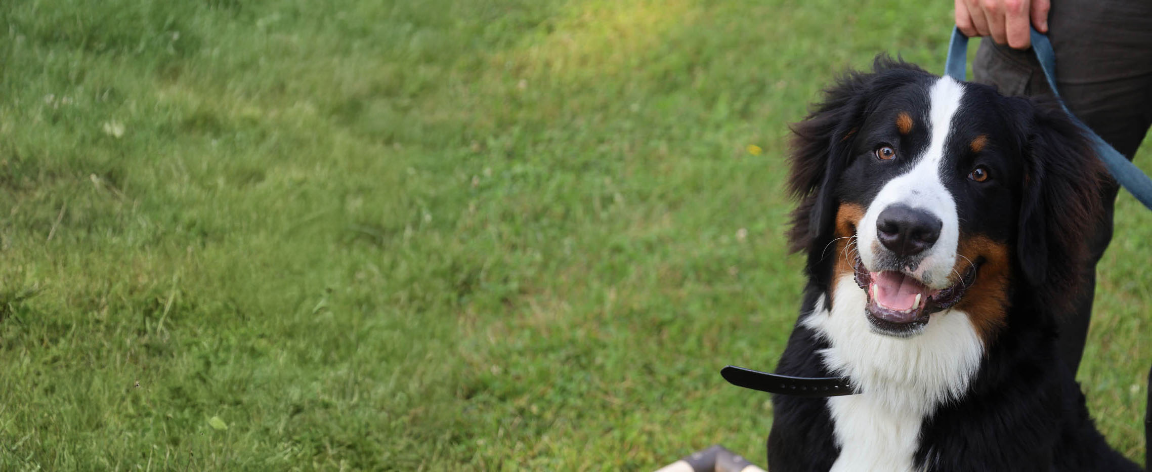 A dog training outside - discover what our elite k9 training in St. Louis, MO can do for you.