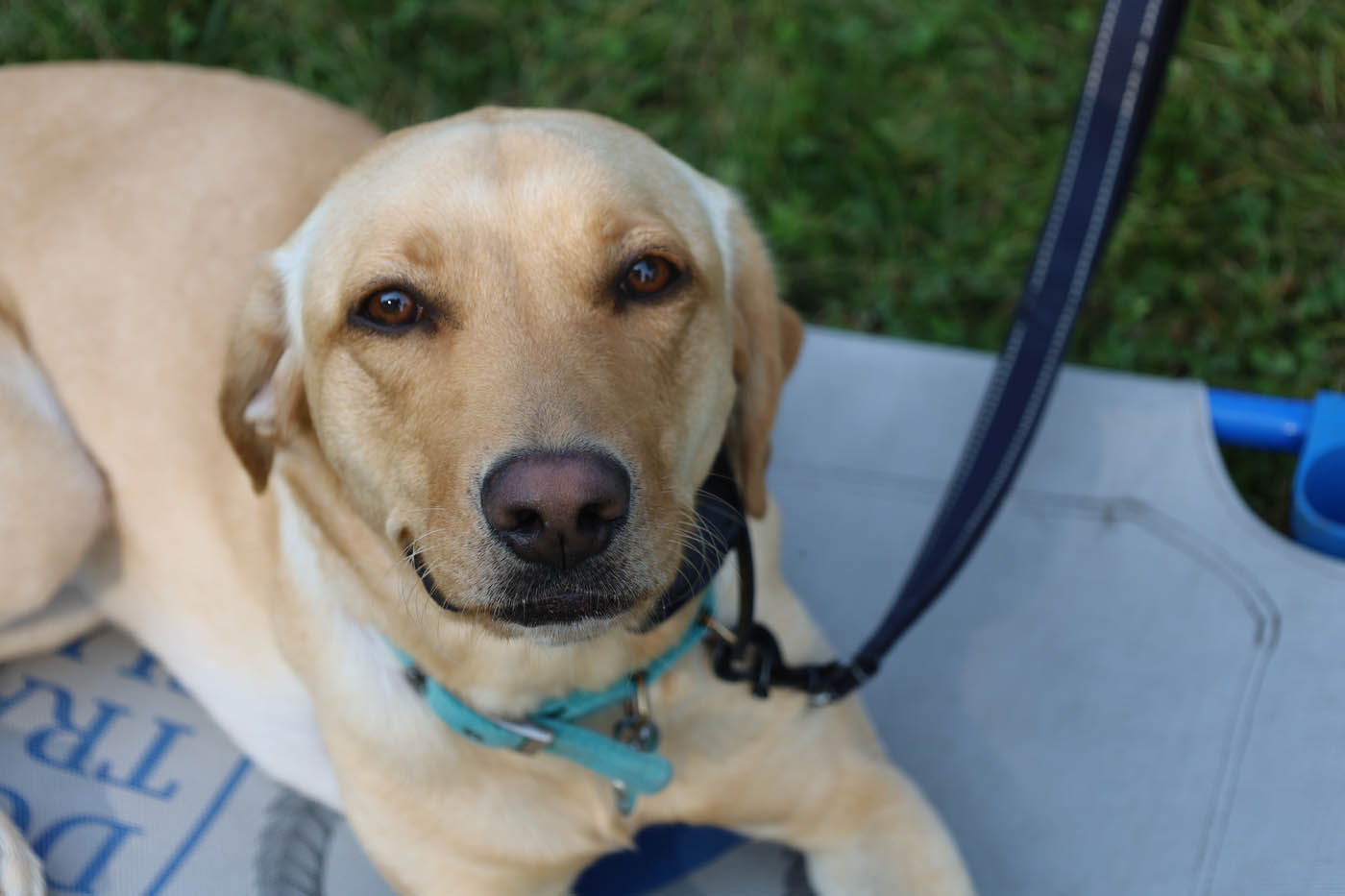 An adorable dog outside with a trainer - Dog Training Elite Northeast Indiana.