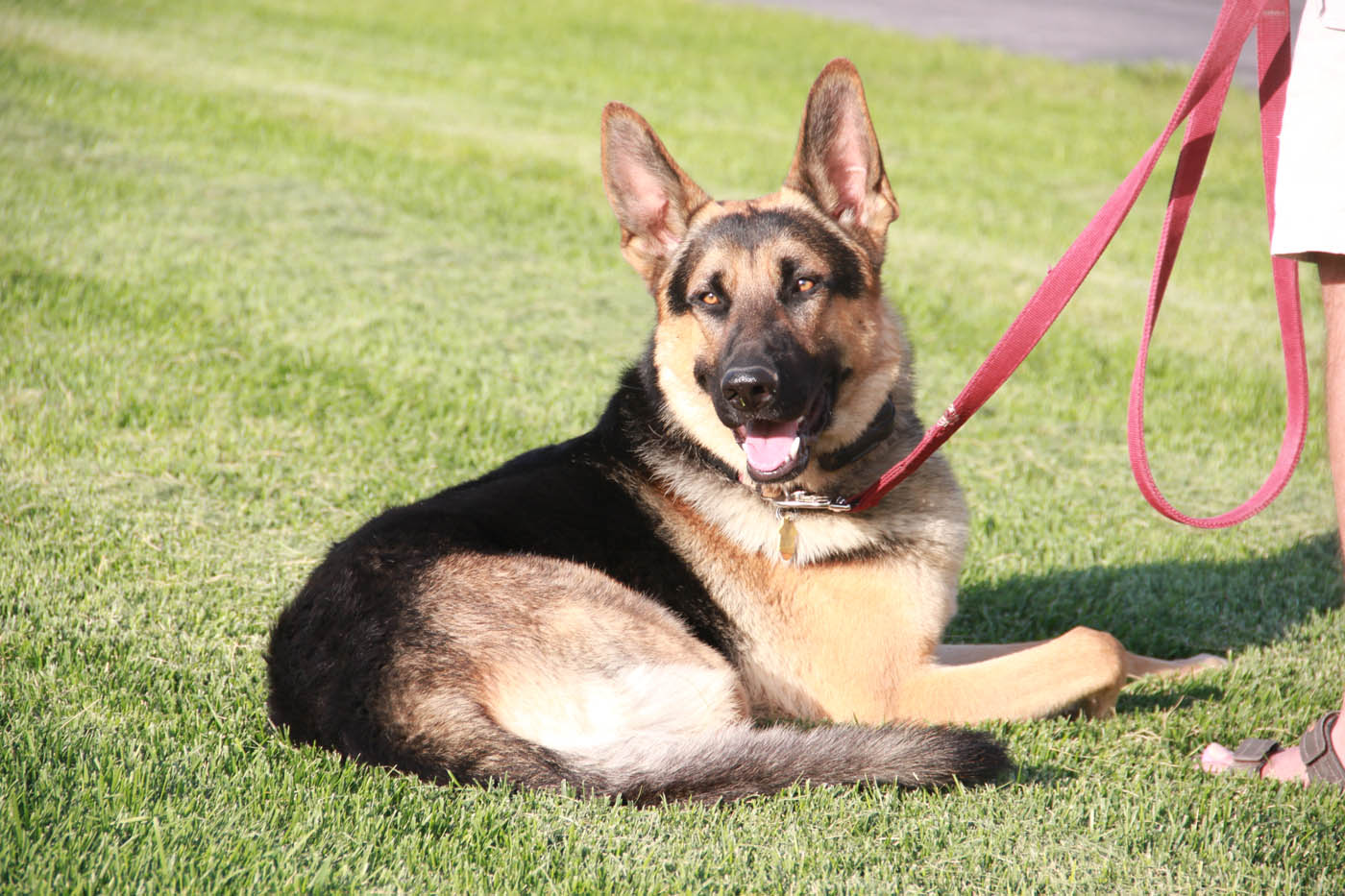 An image of a dog on a leash sitting calmly at their owner's feet - learn more about Dog Training Elite's obedience training for public outlings!