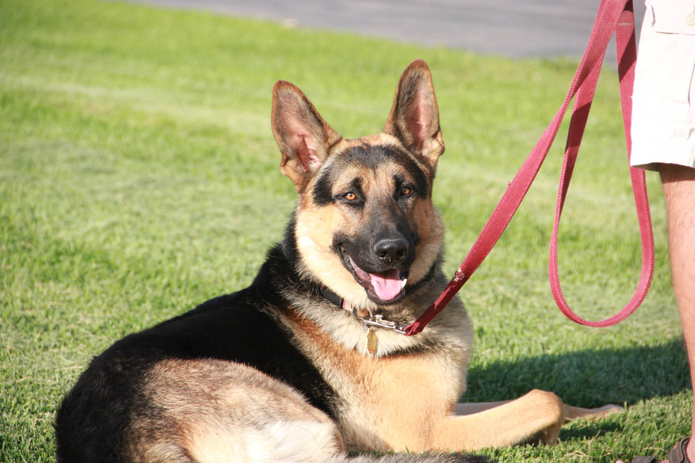 An adorable German Shepherd with their owner - Dog Training Elite is your go-to choice for Myrtle Beach german shepherd trainers.