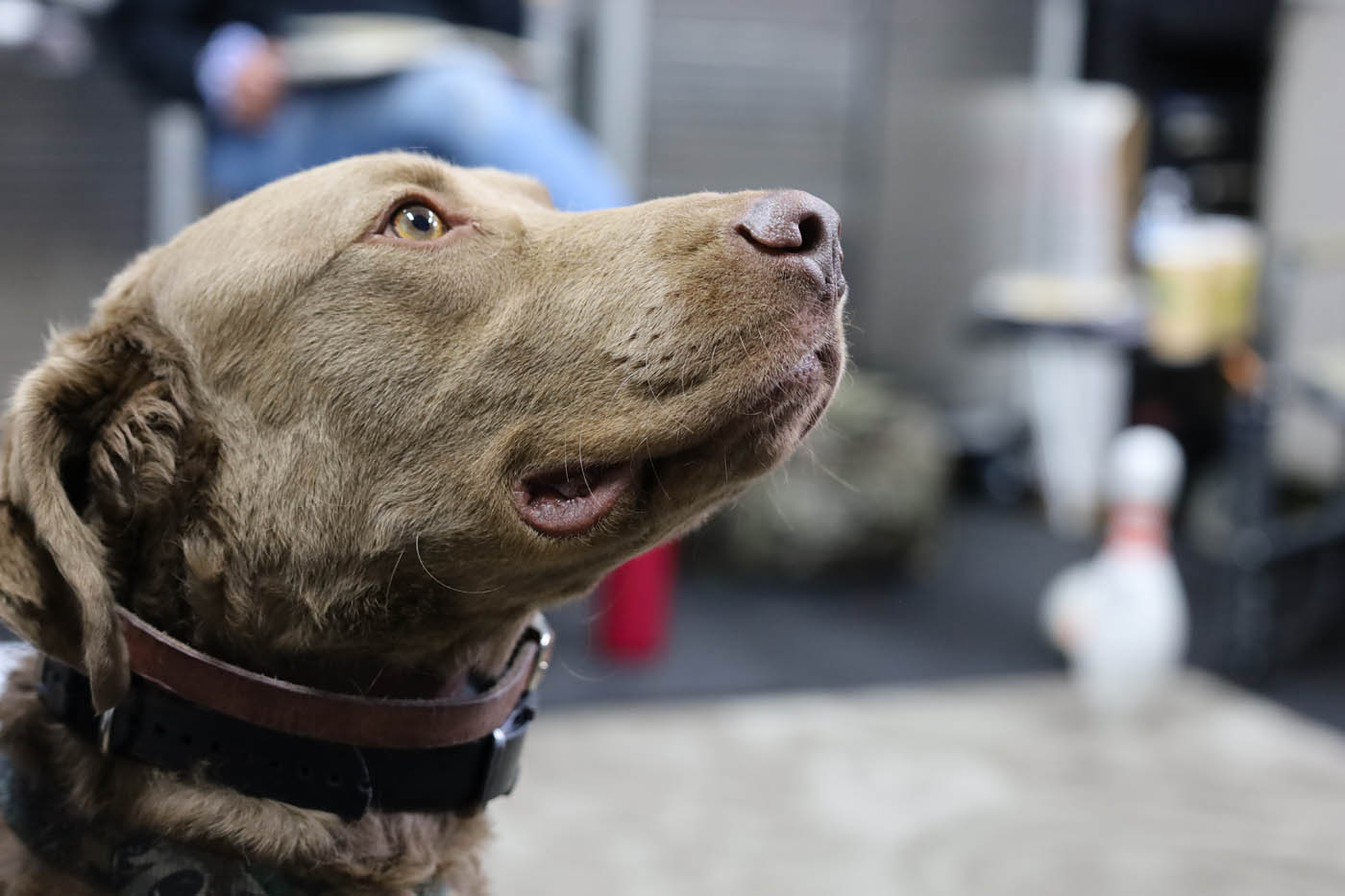 A lab getting elite k9 training in Katy, TX from the team at Dog Training Elite.