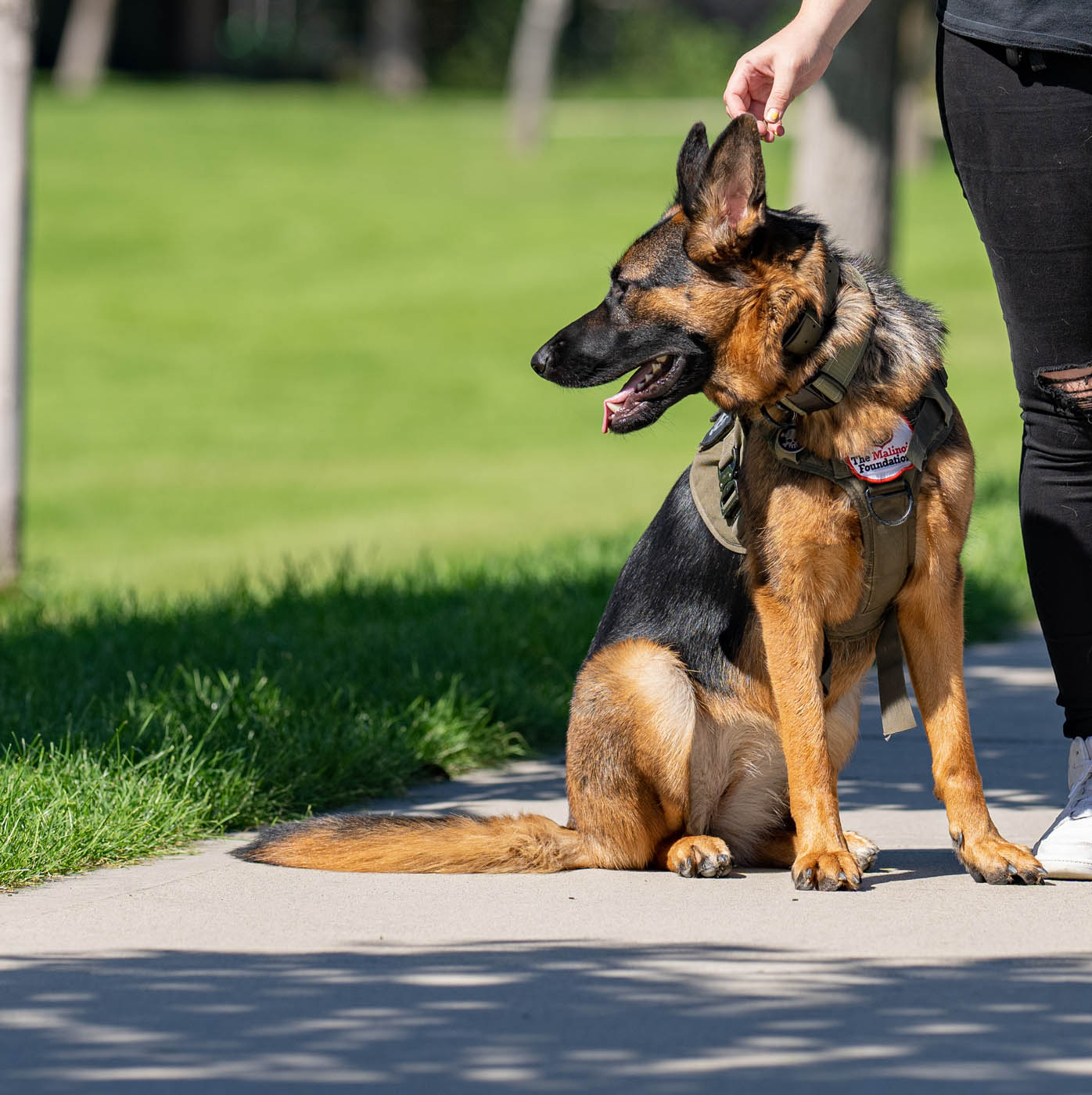 Dog Training Elite Reno - German Shepherd Training in Reno, NV. DTE