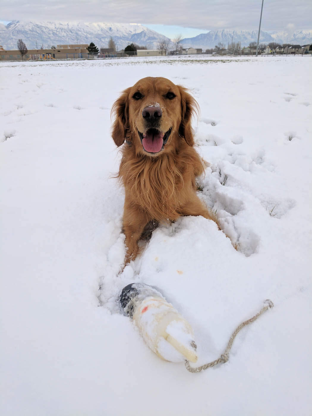 A pup playing in the snow - get professional training from Dog Training Elite Katy to ensure your pup listens this cold season.