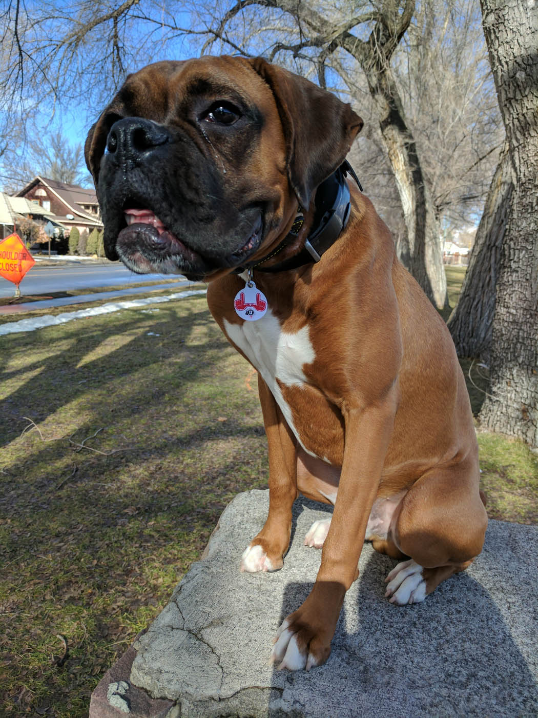 An obedient boxer with training from Dog Training Elite Raleigh