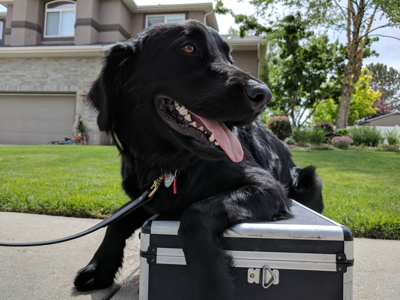 An adorable labrador puppy getting trained with Dog Training Elite Park City professionals.