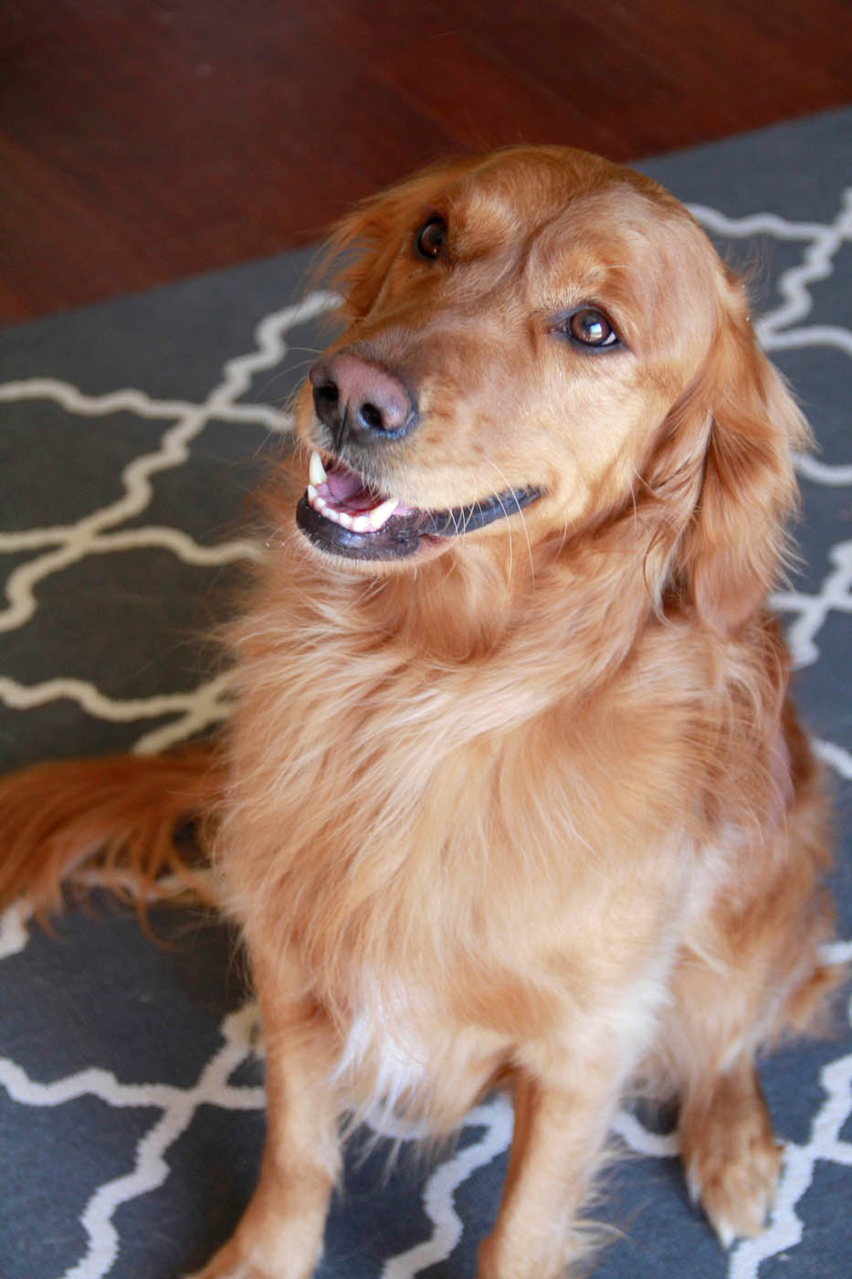 An adorable golden retriever puppy getting in-home dog training in South Bend / Elkhart, IN from Dog Training Elite.