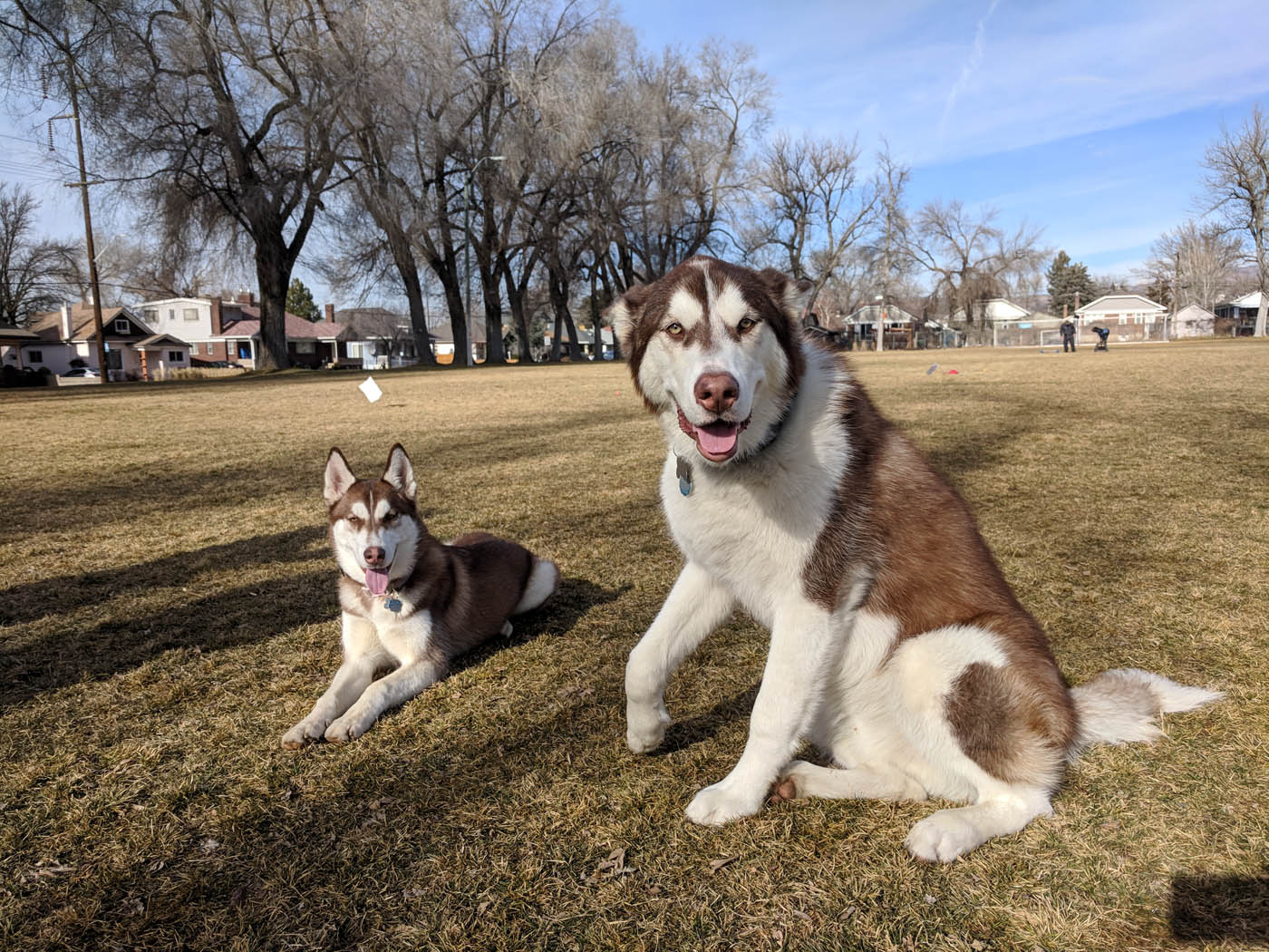 Two beautiful huskies off leash at a park - Dog Training Elite offers the best Green Bay / Appleton off leash training for owners and families.