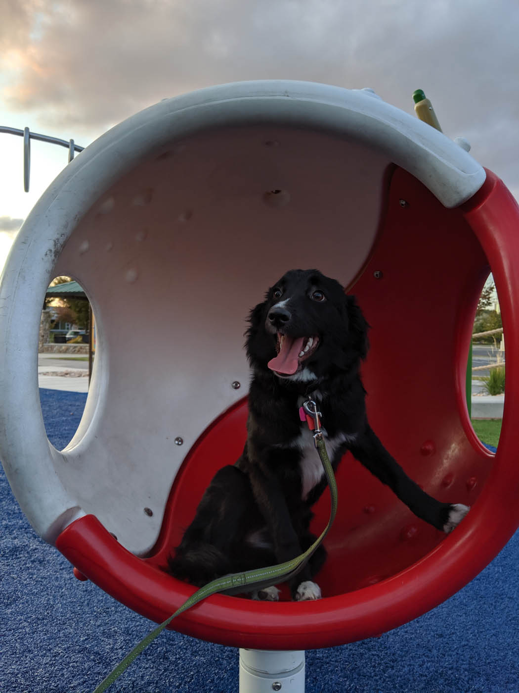 Dog Training Elite Katy - Dog Agility Training in Katy, TX. DTE