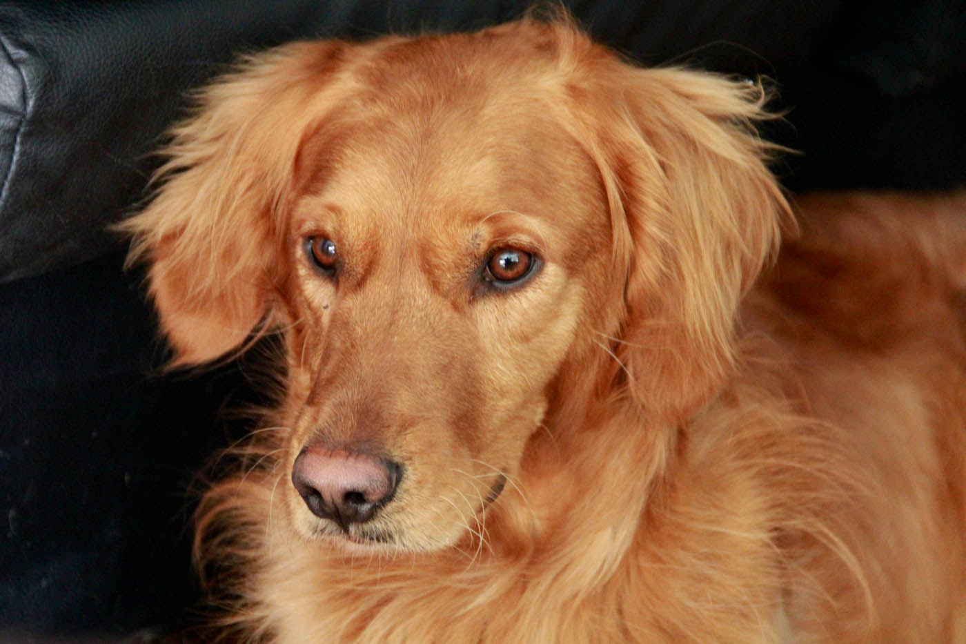 A well-trained dog with training from an expert Dog Training Elite dog behaviorist in Park City, UT.