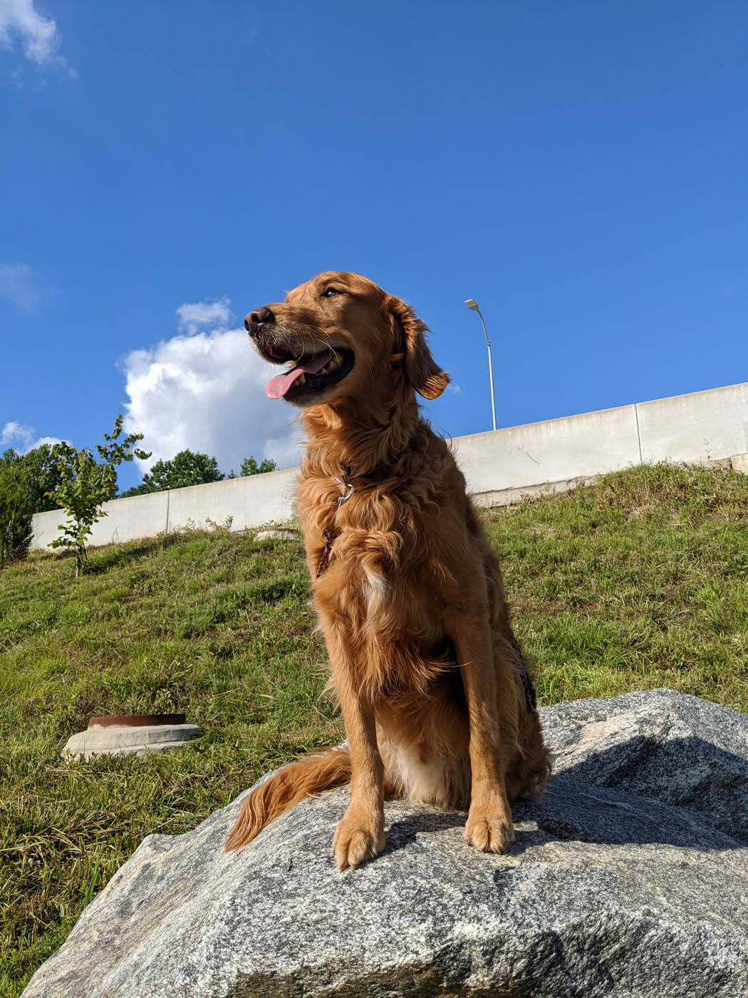 A beautiful golden retriever dog sitting on a rock - learn more about the programs offered at Dog Training Elite Phoenix.