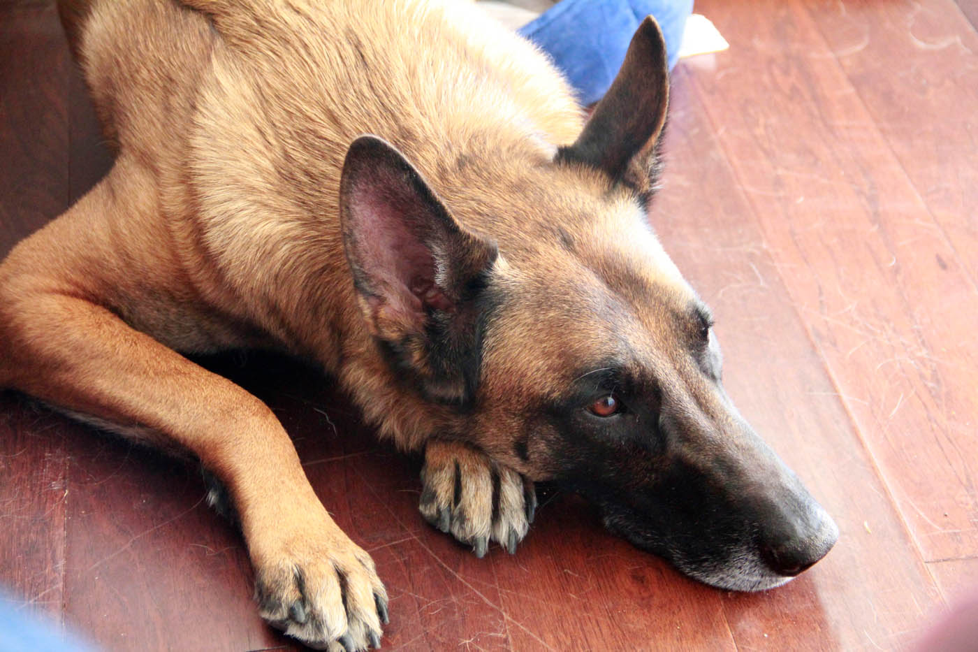 A dog laying on the floor - get elite Hendersonville / Mt. Juliet dog potty training with Dog Training Elite today.