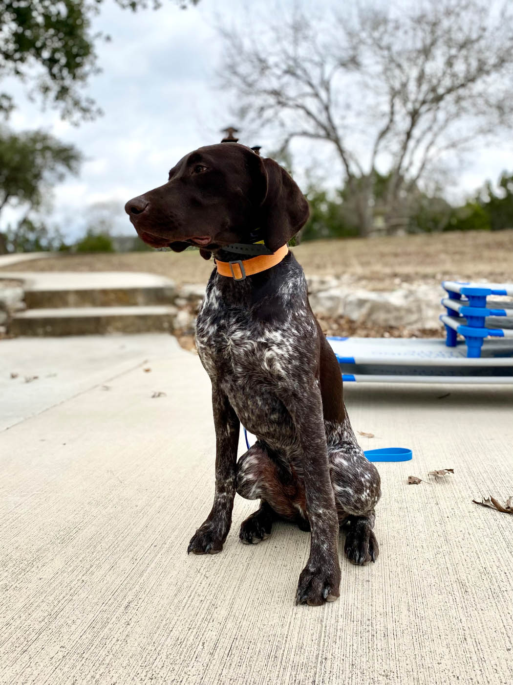 A dog with classical conditioning training from Dog Training Elite Northern Colorado.