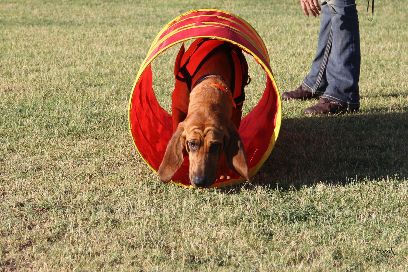 A pup walking through a tunnel - find dog agility trainers.