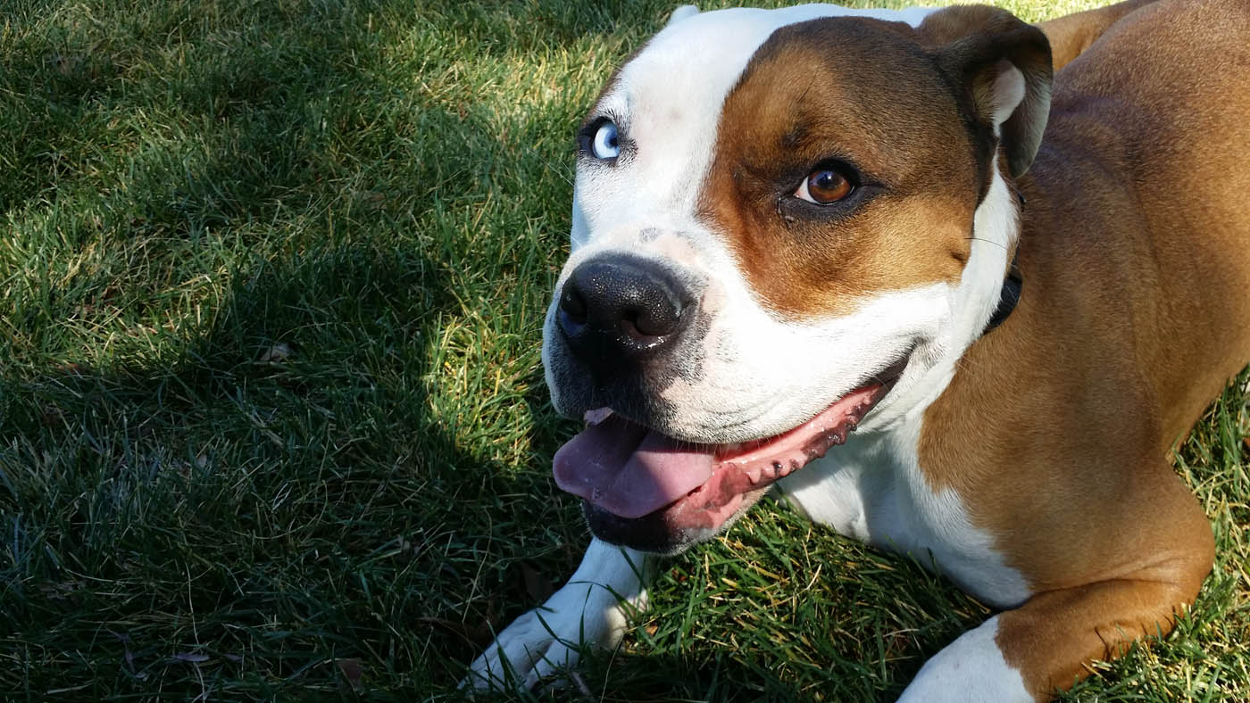 An adorable pitbull outside on the grass - Dog Training Elite helps dogs of all breed manage their anxiety with our Atlanta aggressive dog training.