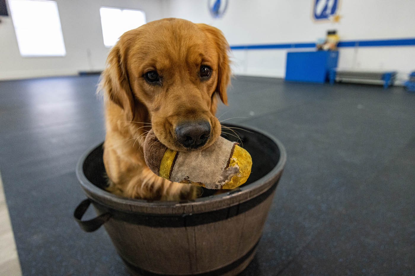 Dog Training Elite Palm Beach County - Destructive Chewing and Digging Training in West Palm Beach / Boca Raton, FL