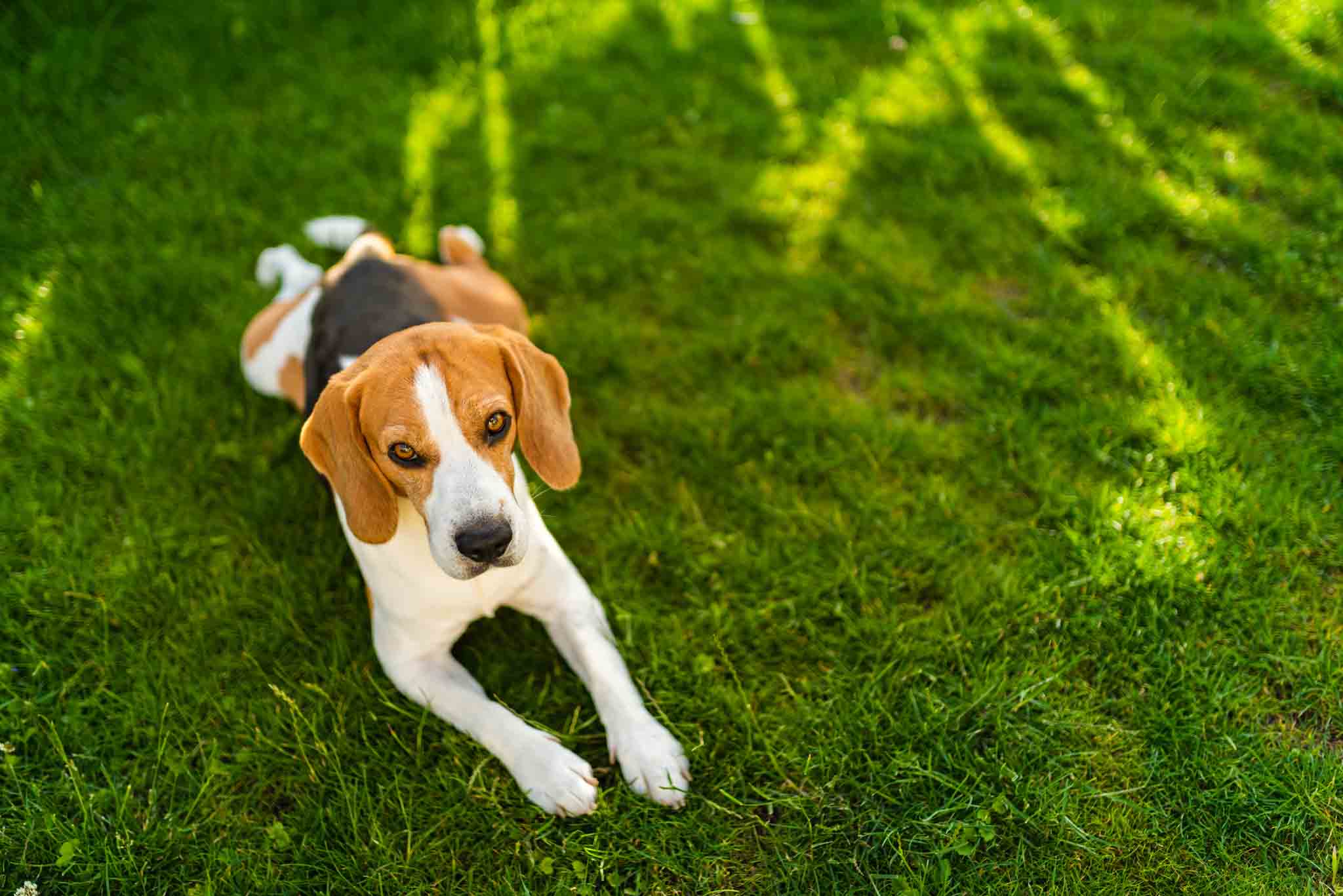 An image of a beagle sitting outside on the grass - get your adult beagle or puppy training in Raleigh / Cary, NC with Dog Training Elite today.