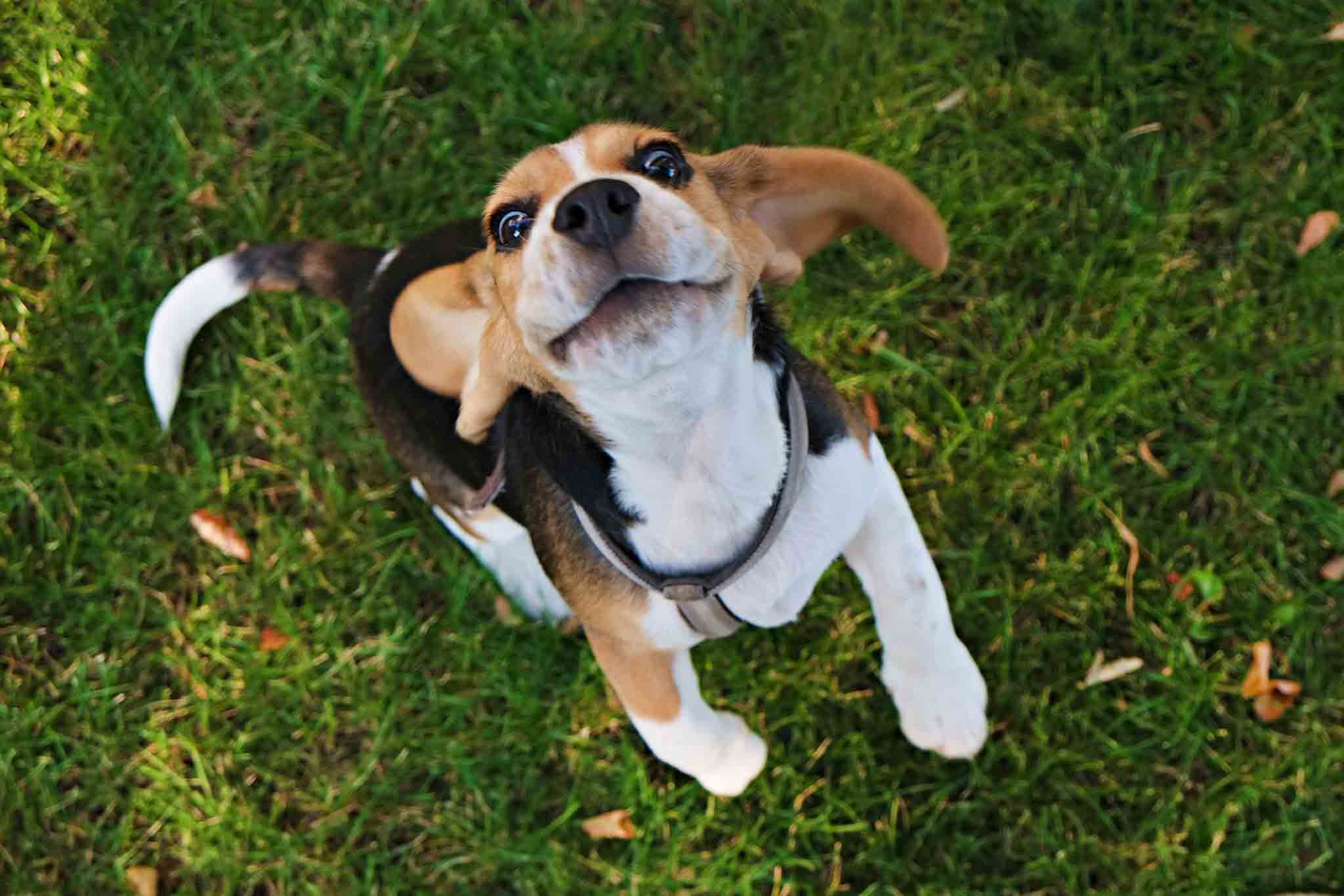 An image of an adorable beagle dog - we offer beagle puppy training in Raleigh / Cary, NC at Dog Training Elite.