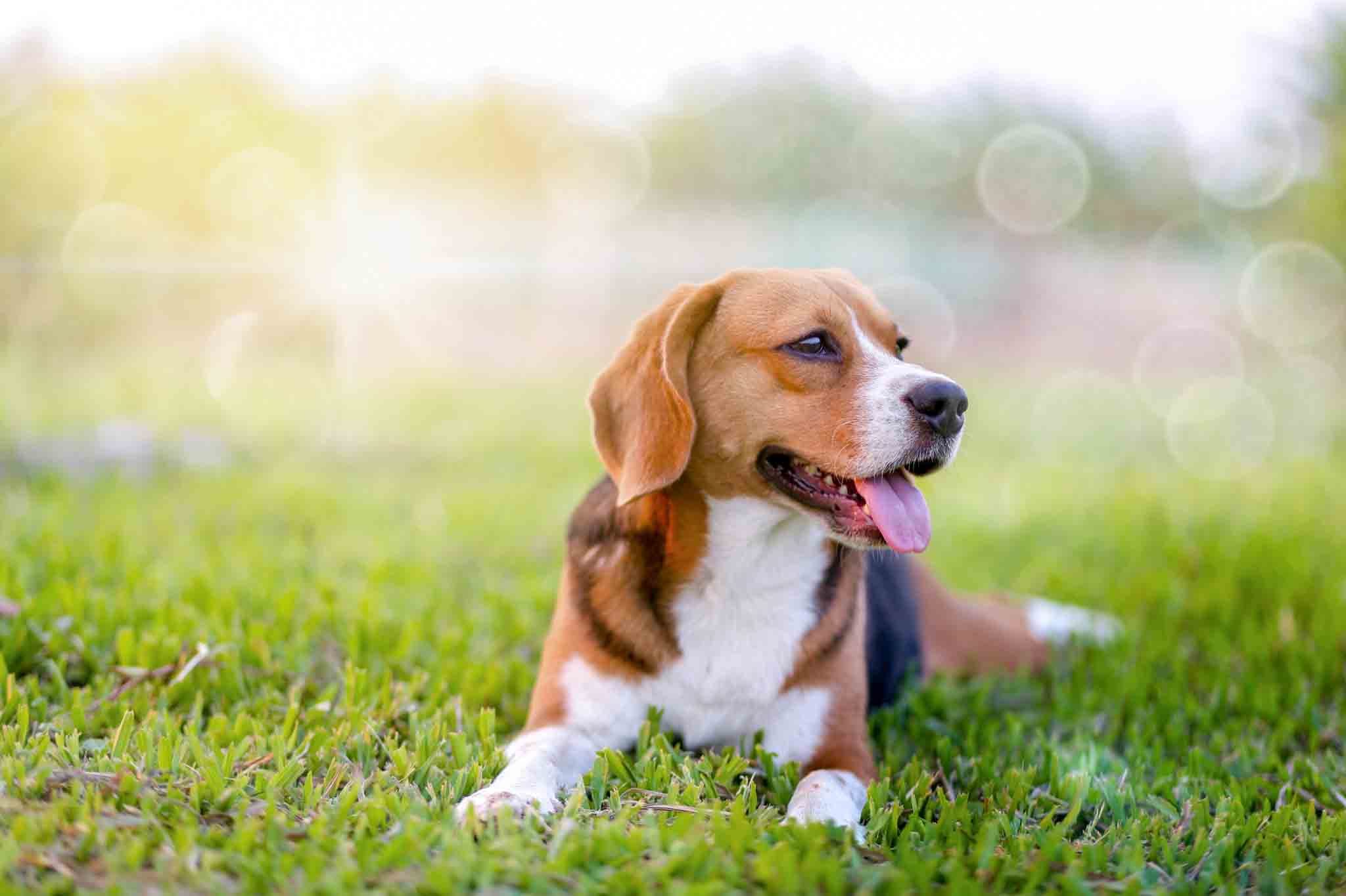 Dog Training Elite Raleigh - Beagle Dog Training in Raleigh / Cary, NC. Dog Training Elite