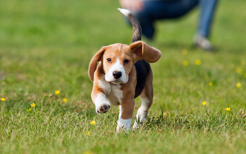 An image of a beagle that's off leash with their owner close behind - achieve recall and real-world control with off leash dog training in plymouth, mn today.