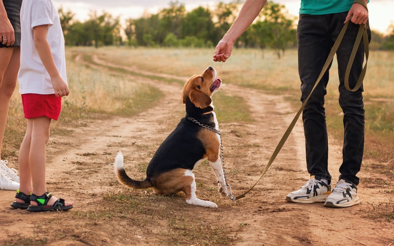 A family being apart of their beagle puppy training in Raleigh / Cary, NC.