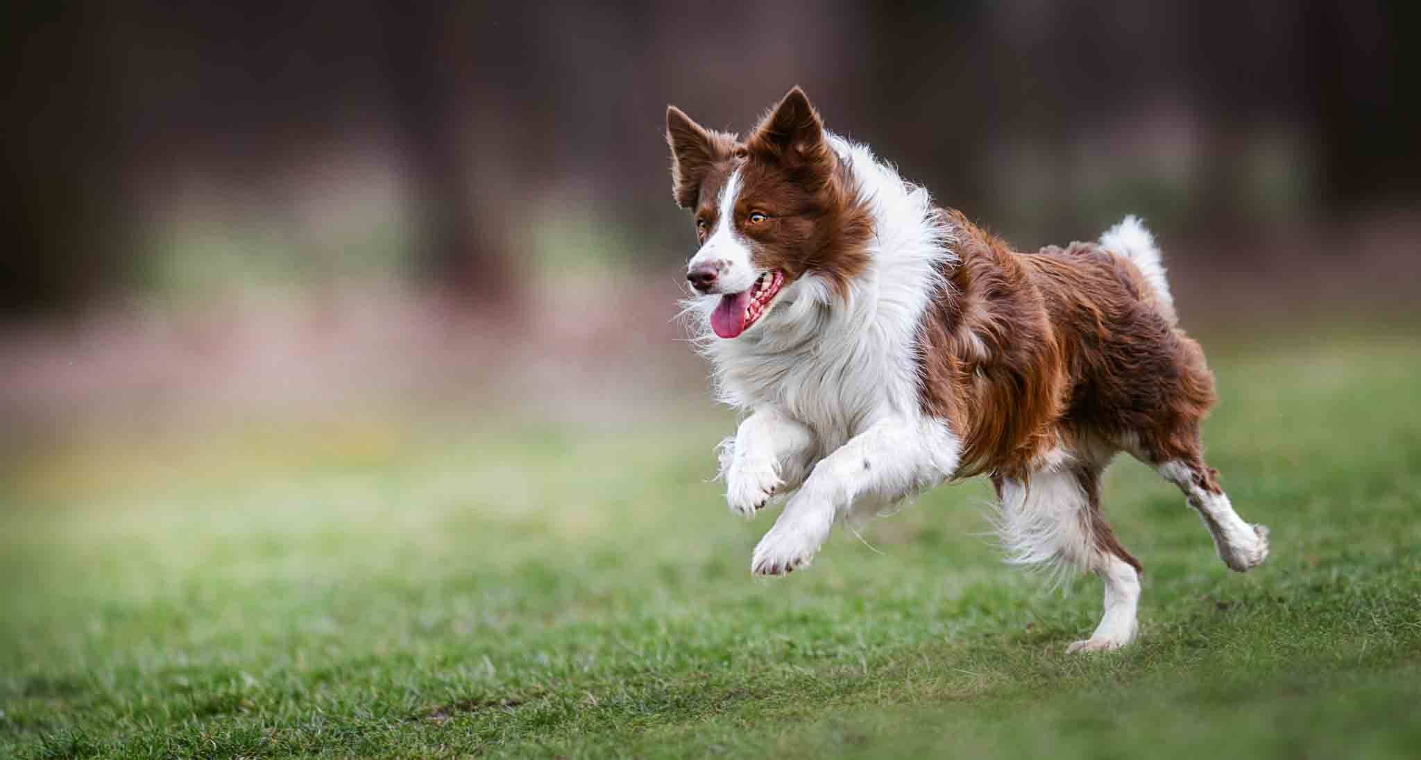 An image of a happy border collie - contact Dog Training Elite for your border collie training in Katy, TX.