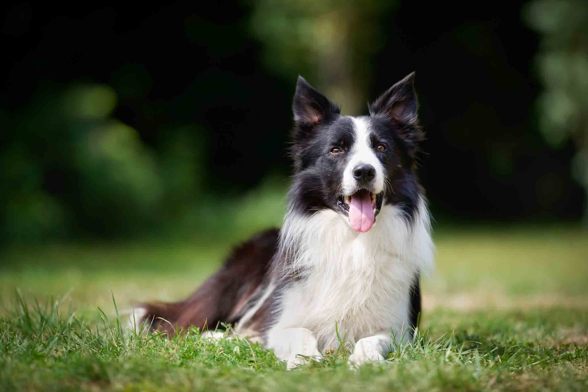 An obedient border collie trained by the professionals at Dog Training Elite Grand Strand.