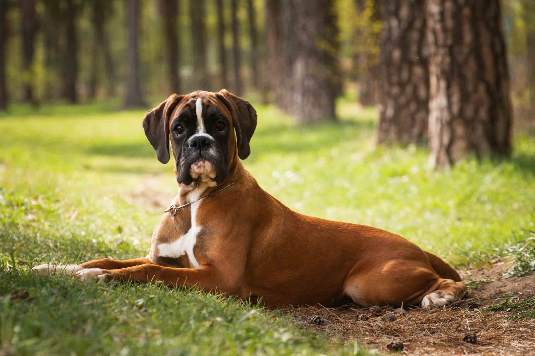 A happy and obedient boxer - if you're in search of obedience programs or Myrtle Beach boxer puppy training, contact Dog Training Elite today.