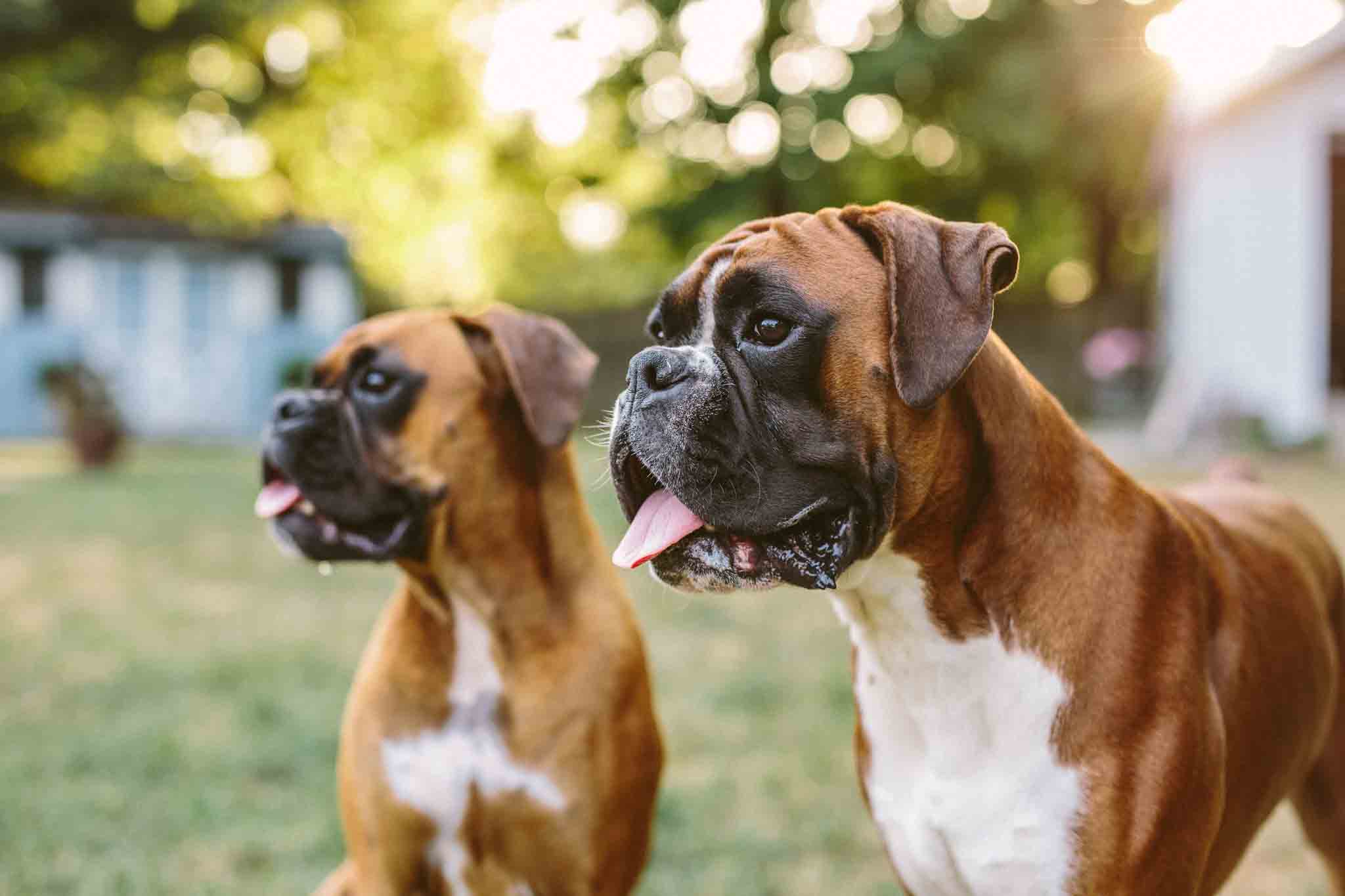 An image of two well-trained boxers - contact Dog Training Elite for your boxer dog training in Myrtle Beach, SC.