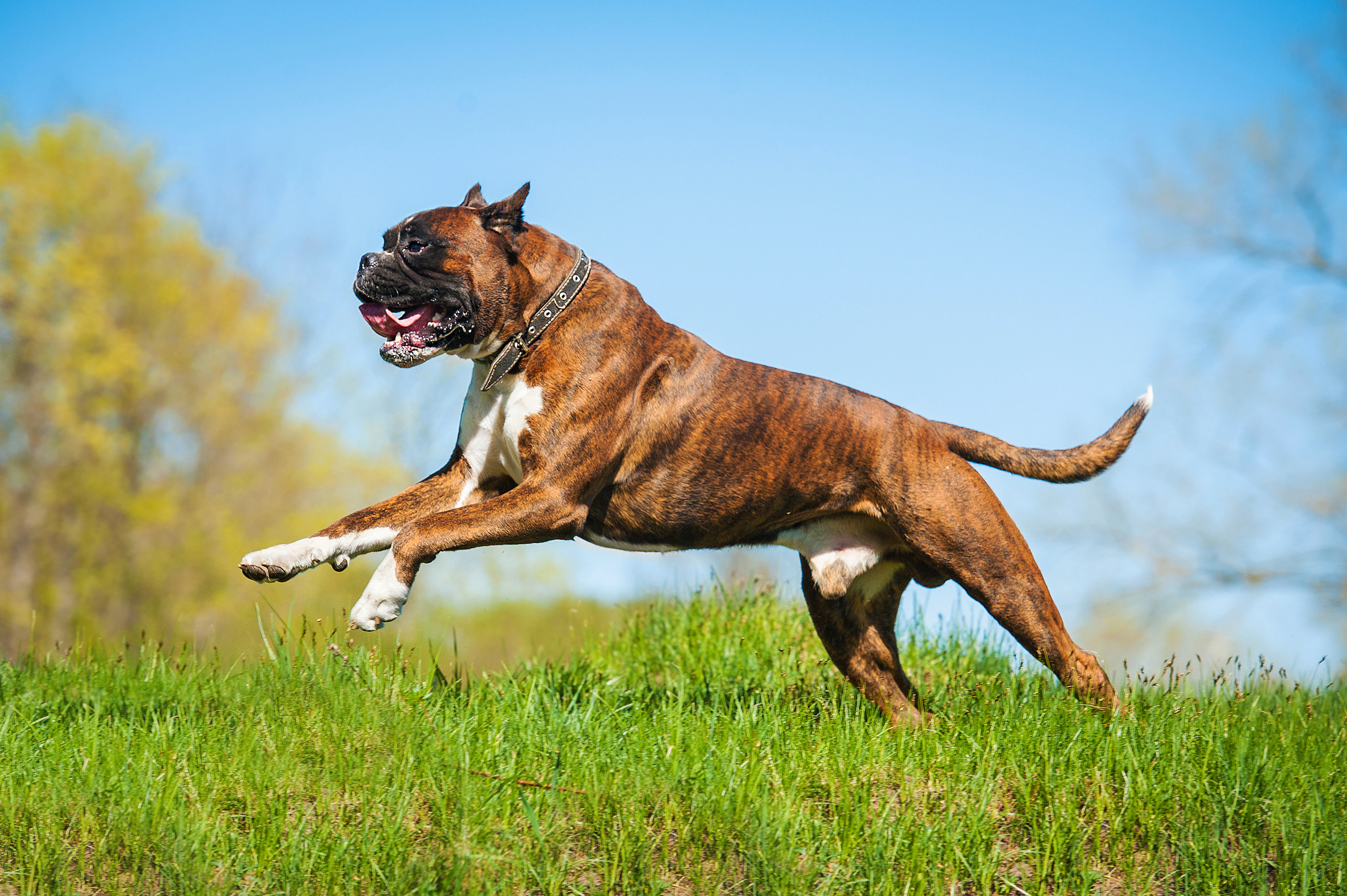 A happy boxer with training from Dog Training Elite Carmel / Fishers running in a field.