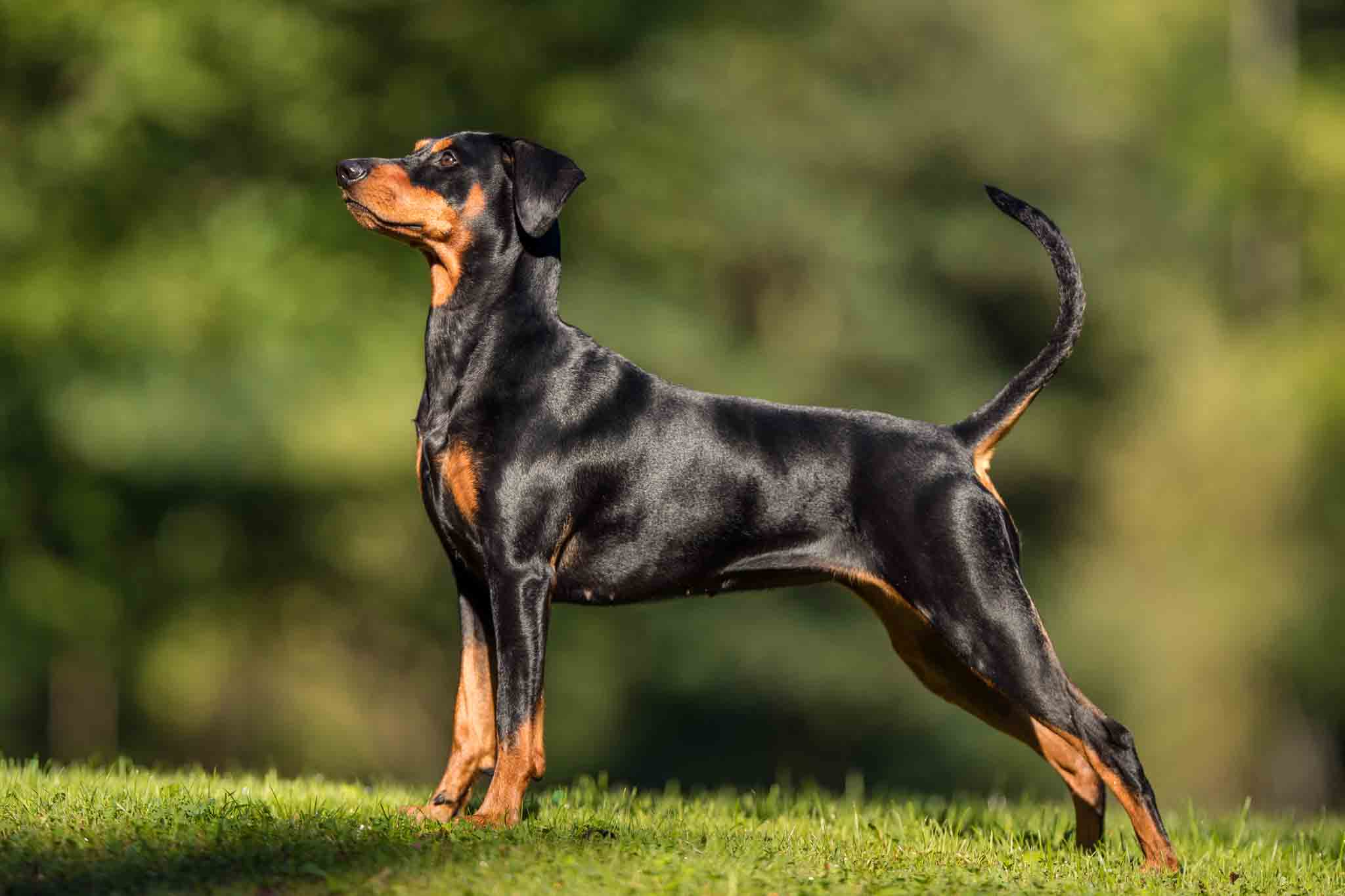 An image of a well trained doberman - contact Dog Training Elite for your doberman pinscher training in Reno, NV.