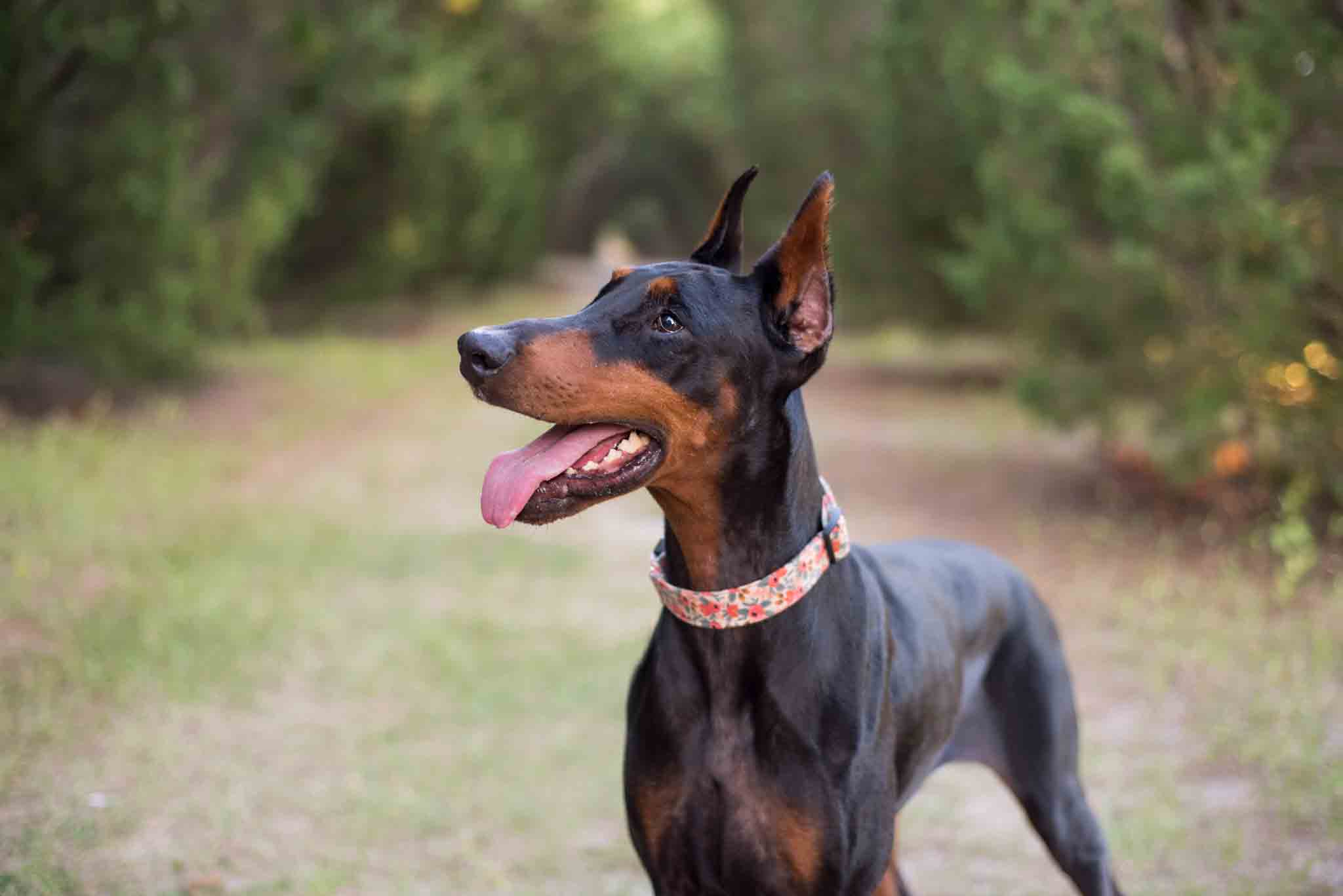 An obedient doberman with training from Dog Training Elite - train your dog from a young age with our doberman puppy training!