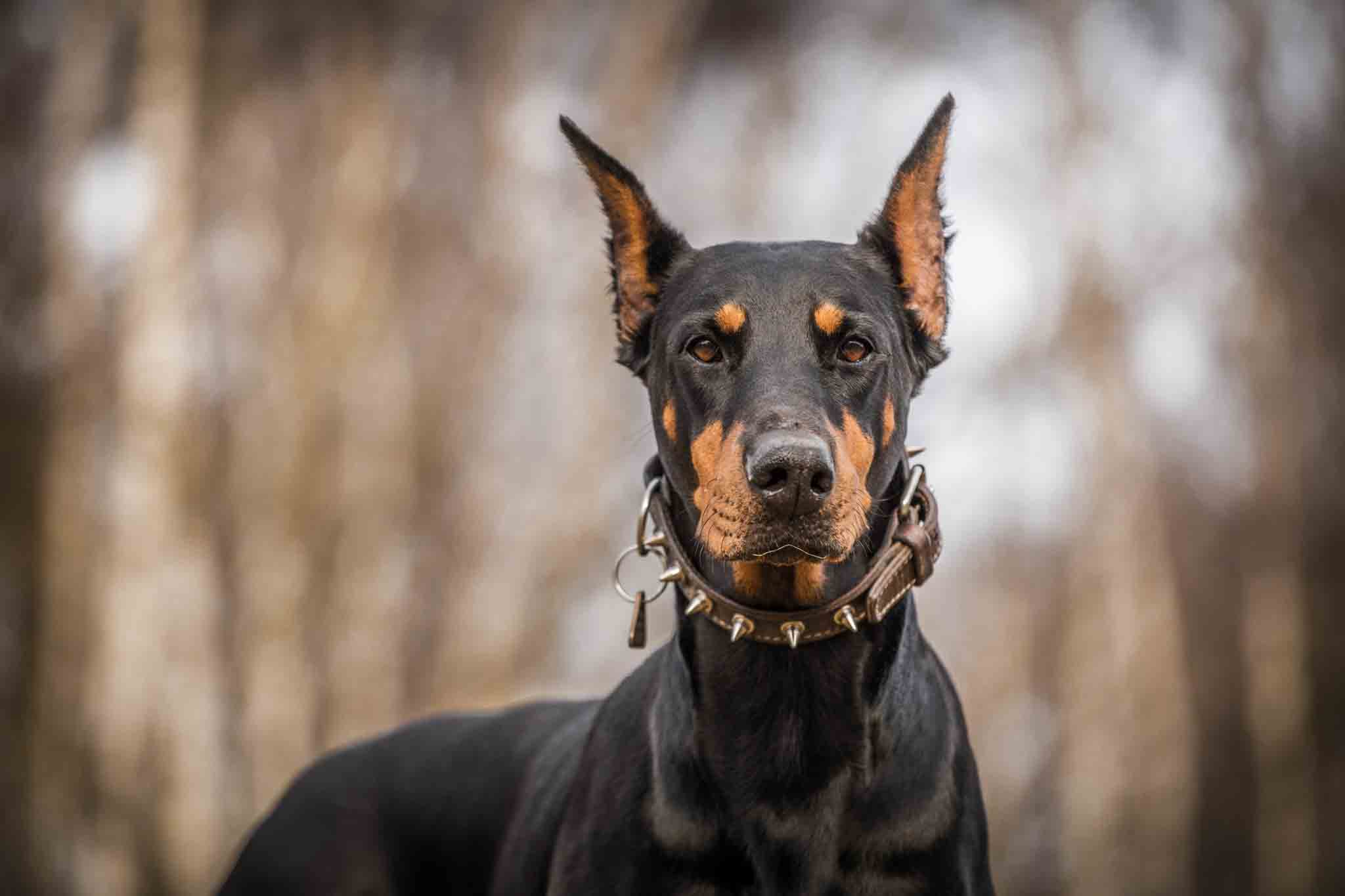 A happy and healthy doberman with training from Dog Training Elite Katy.