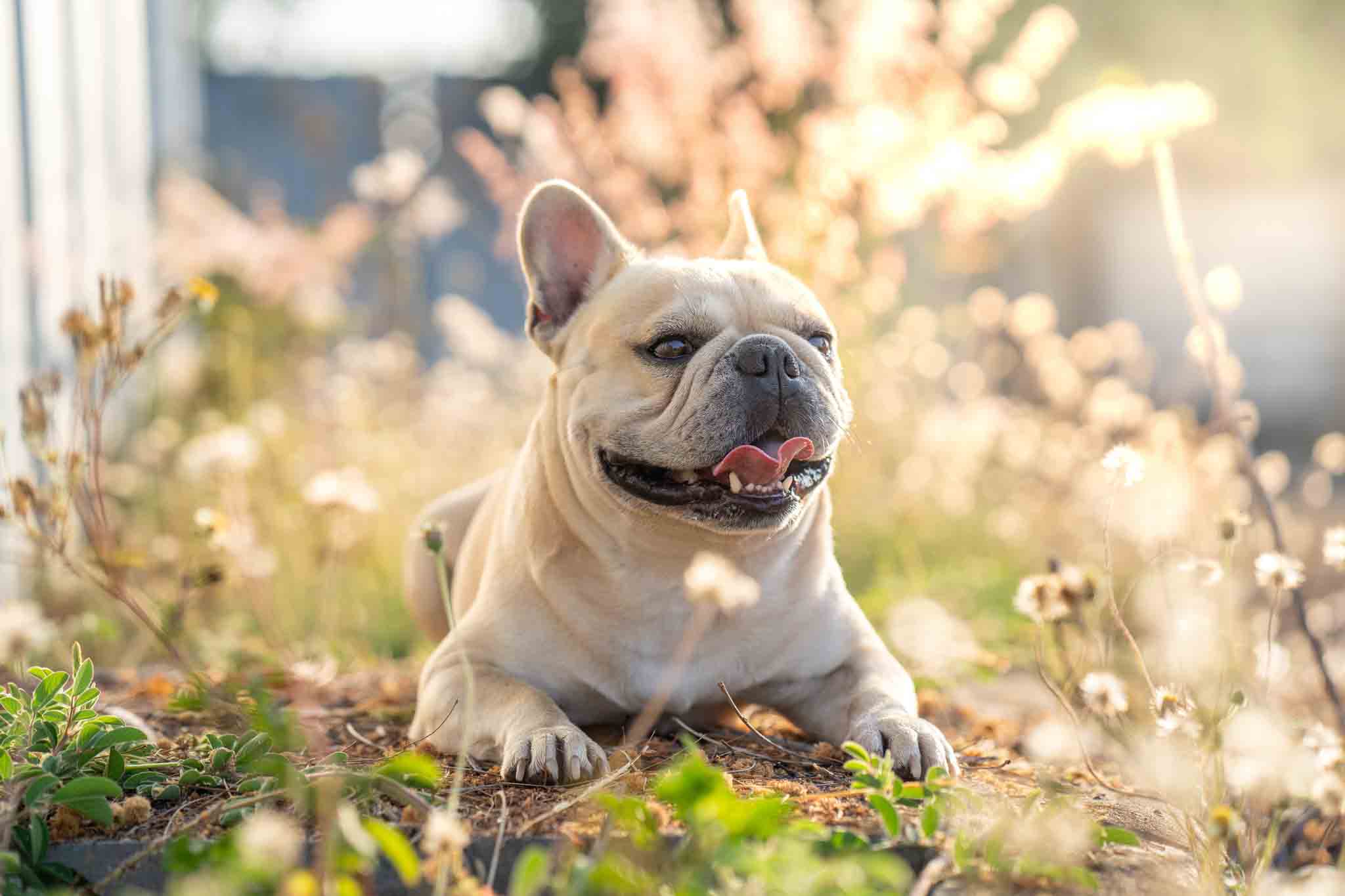 A safe, healthy, and well-trained French bulldog fresh from the training programs at Dog Training Elite Raleigh