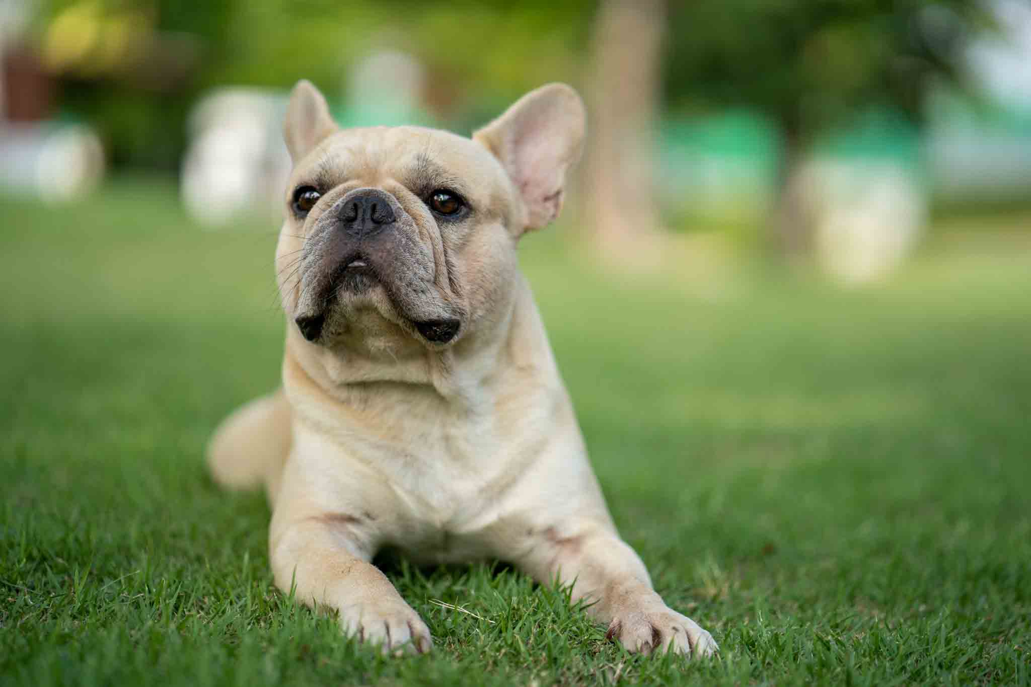 Dog Training Elite Carmel / Fishers - French Bulldog Training in Carmel / Fishers, IN. DTE