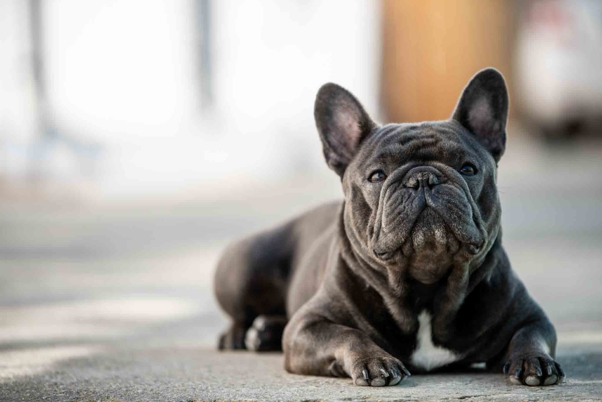 An obedient Frenchie trained by the professionals at Dog Training Elite Reno.