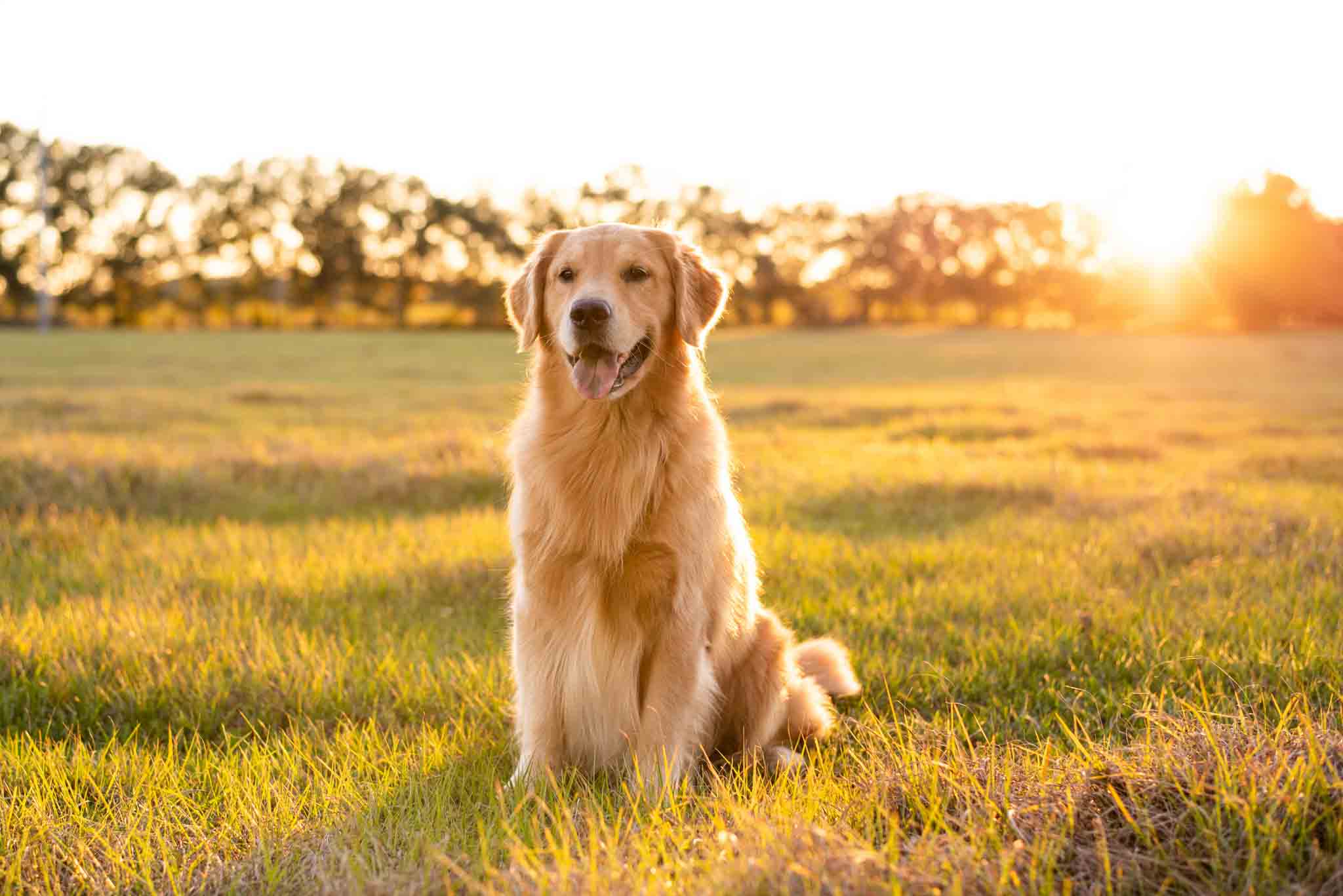 A well-trained golden retriever posing for a picture.