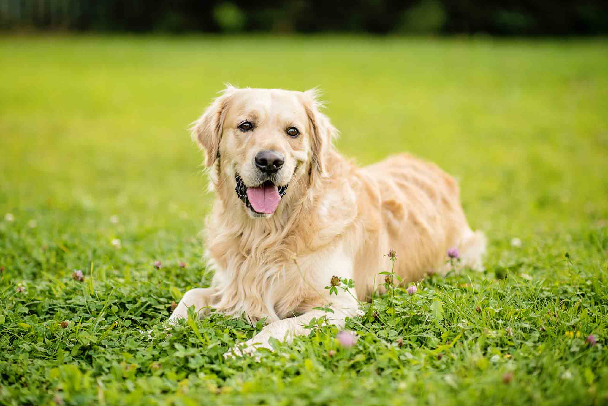 An happy, well manered golden retriever with training from Dog Training Elite Katy.