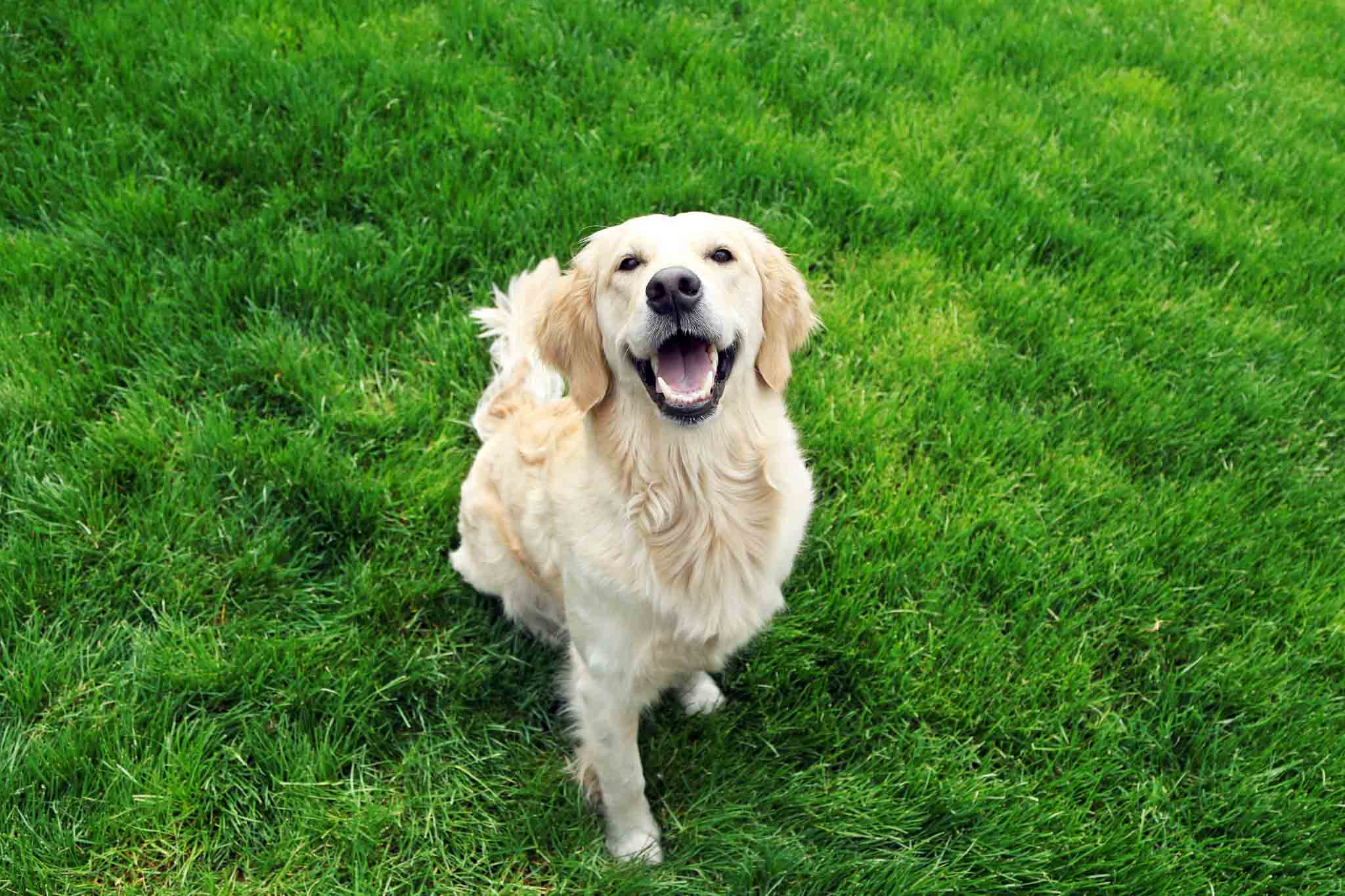 An image of a happy golden retriever - contact Dog Training Elite for your golden retriever training in Raleigh / Cary, NC.