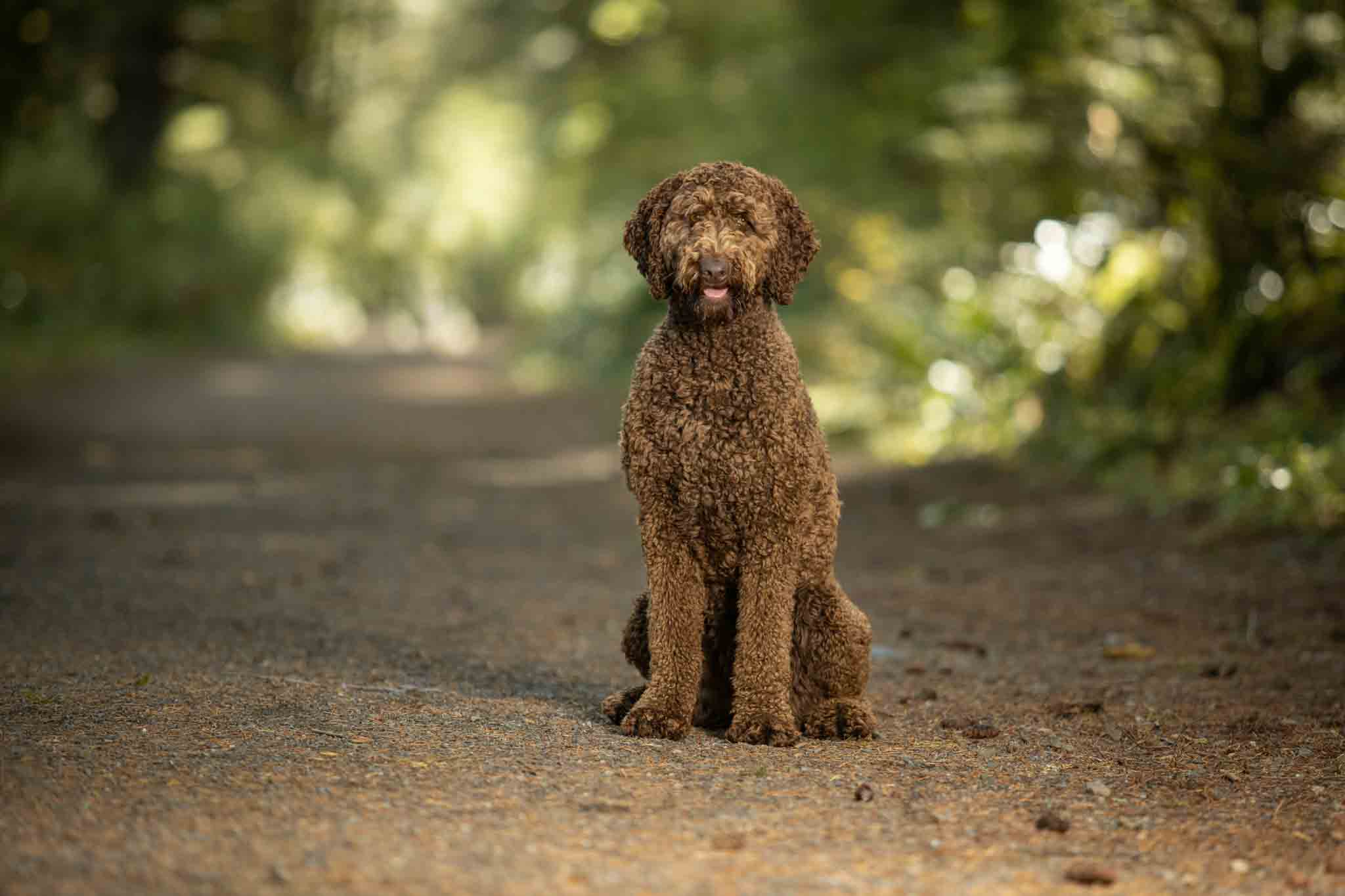 An adorable goldendoolde dog - get training that works with Dog Training Elite Katy today.