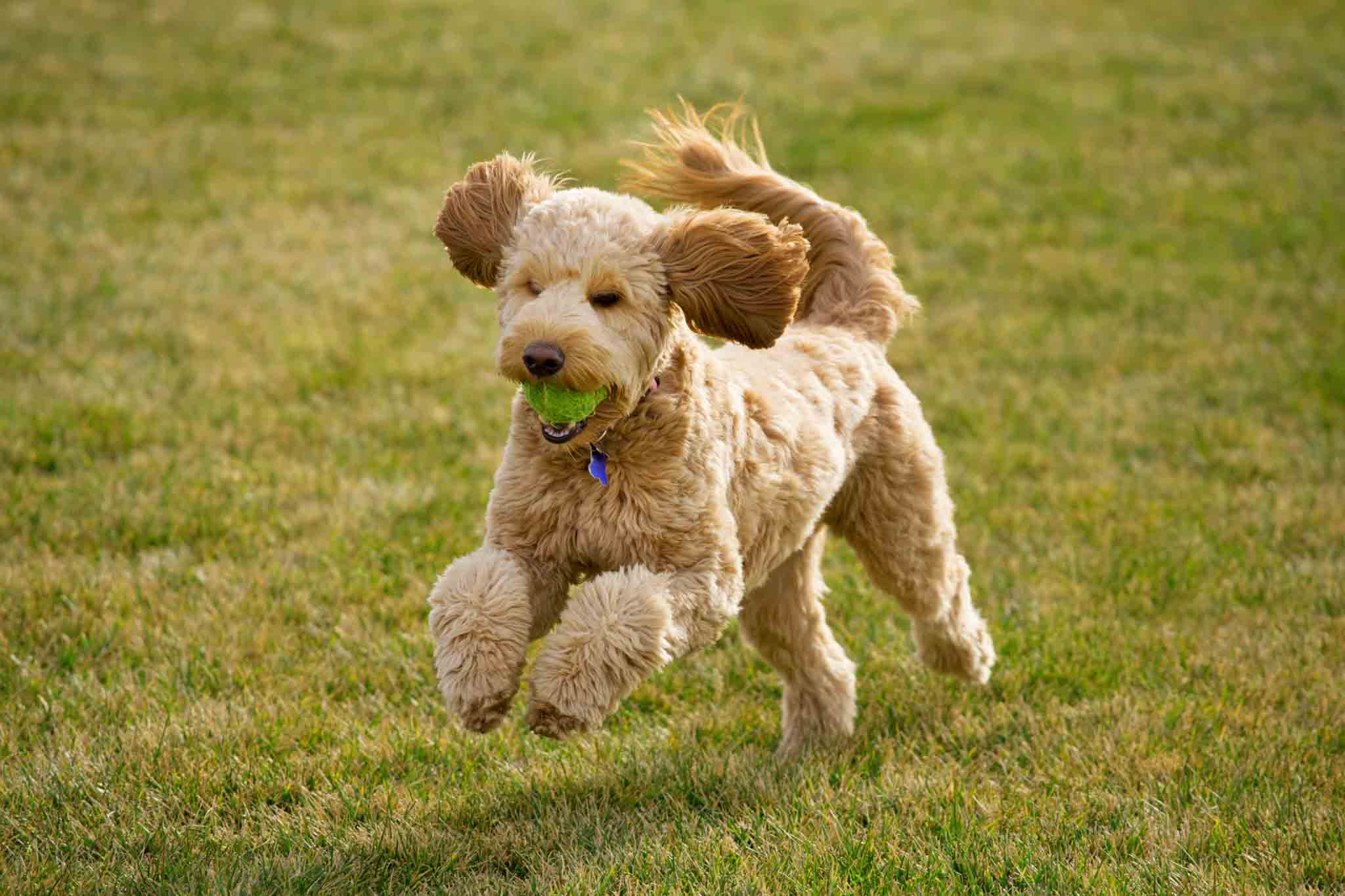 A goldendoodle dog running with a toy - Dog Training Elite offers goldendoodle training in Reno, NV.