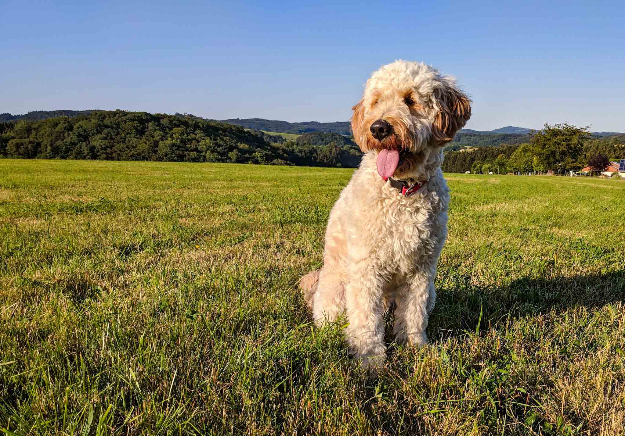 Dog Training Elite Raleigh - Goldendoodle Training in Raleigh / Cary, NC. Dog Training Elite