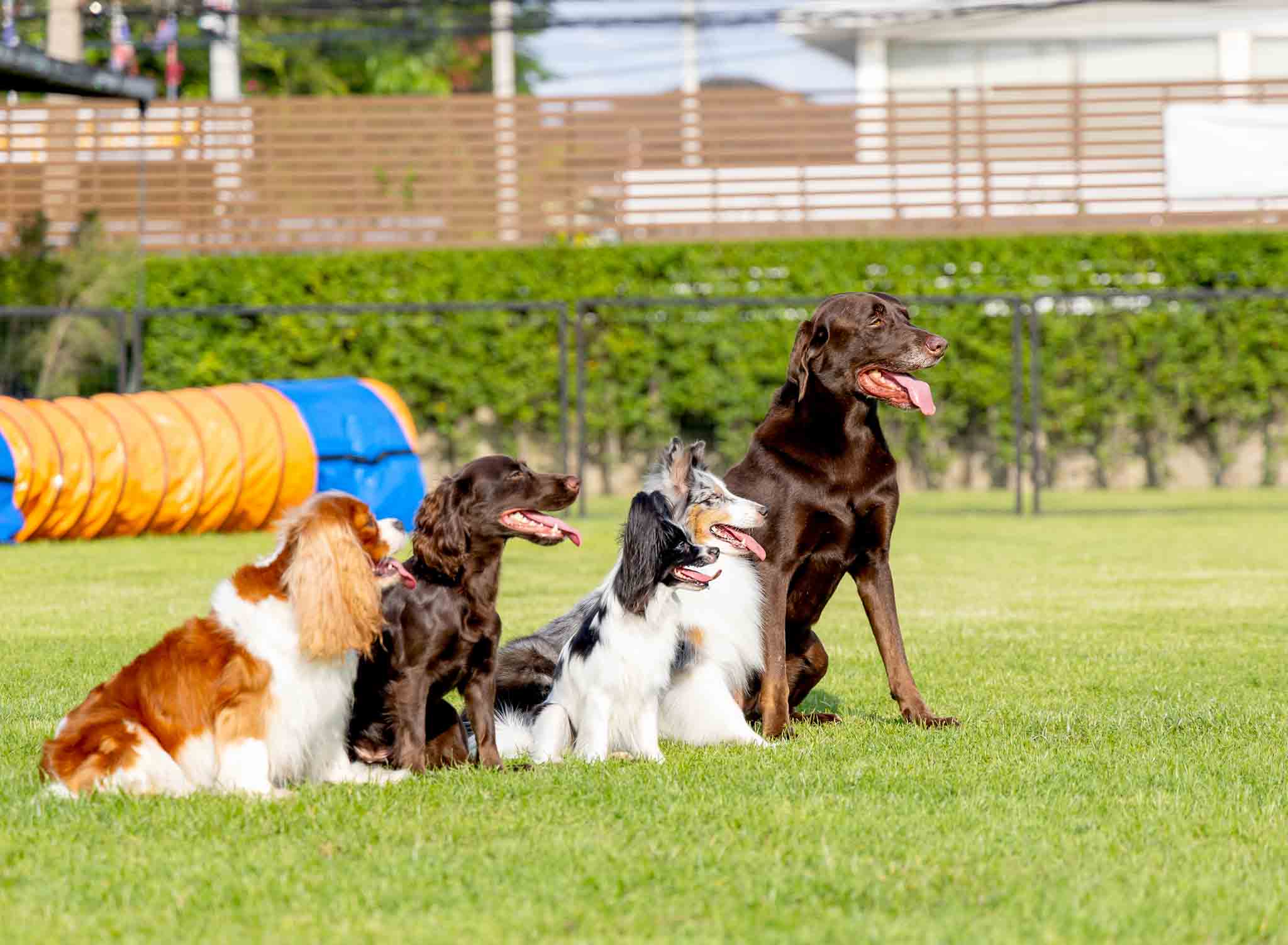 A group of different dog breeds sitting on grass in Katy, TX.